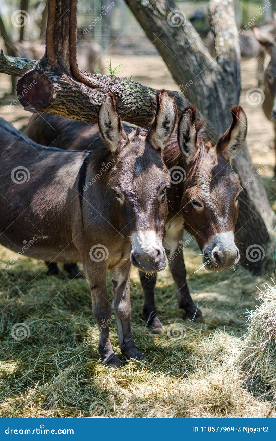 Sicilian Donkeys Eating Hay In Barnyard Stock Photo