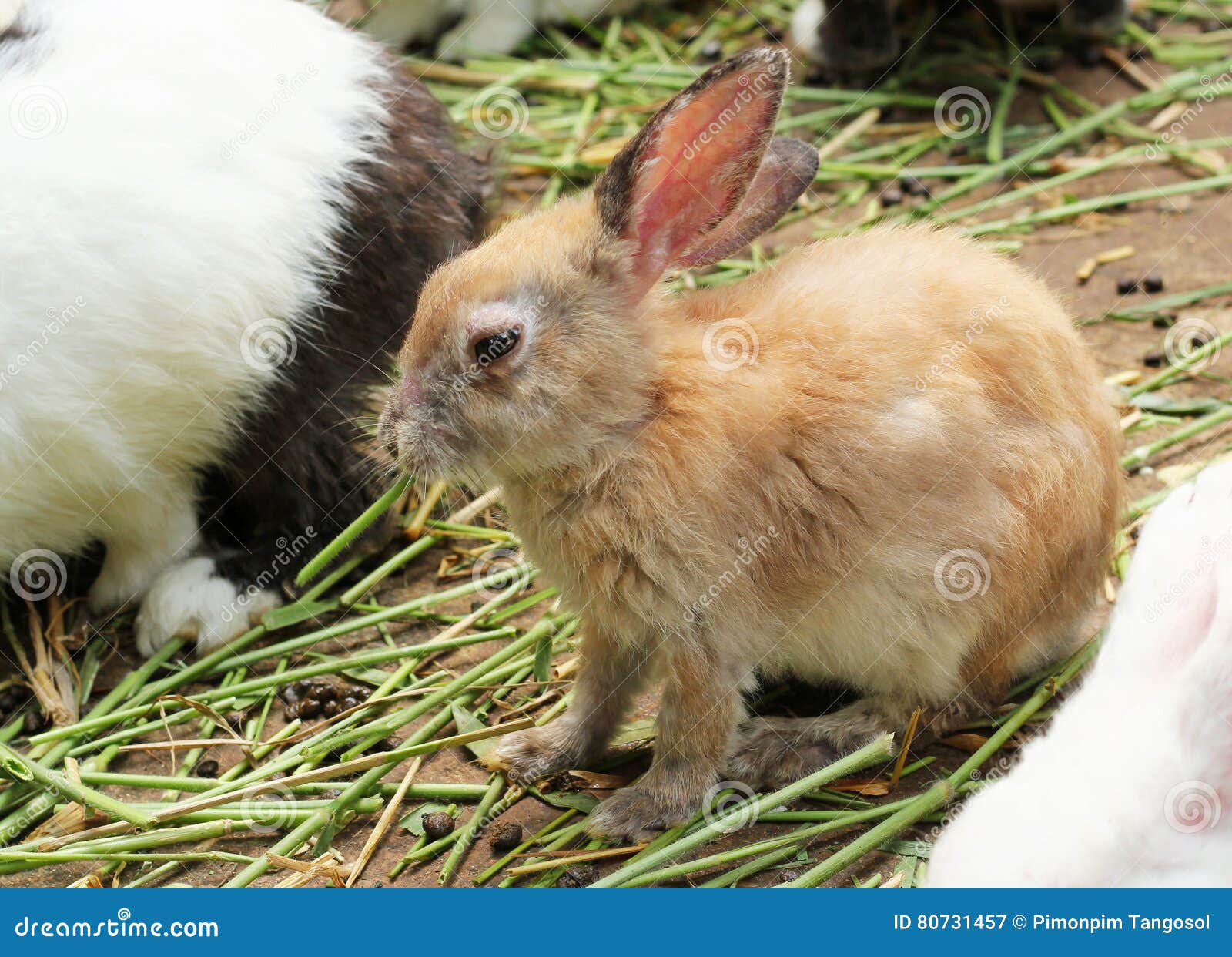 Sick brown rabbit stock image. Image of painful, holding 80731457