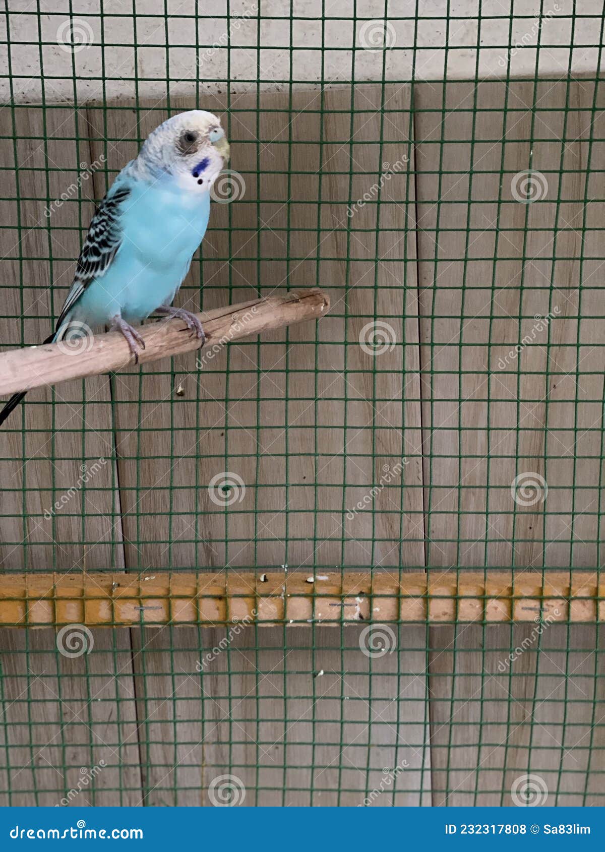 Sick budgie bird in cage stock photo. Image of bird 232317808