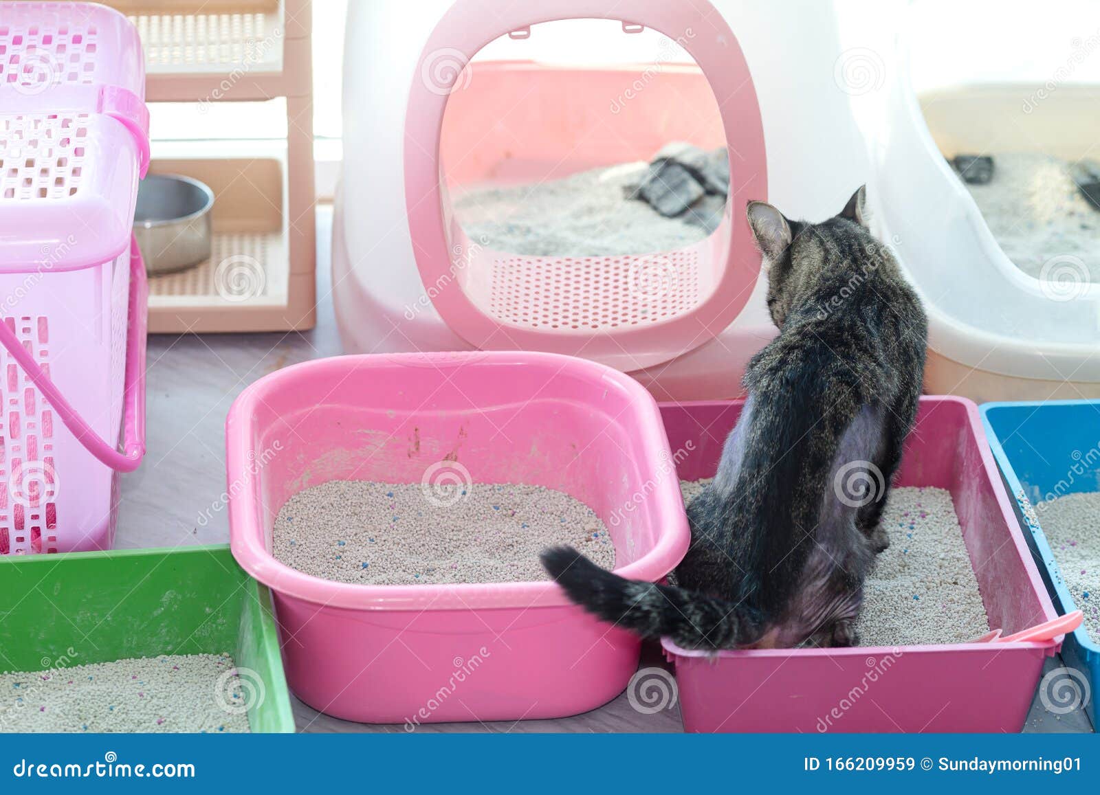 Sick Cat Access To the Bathroom Has Many Coloured Sandsand Stock Image