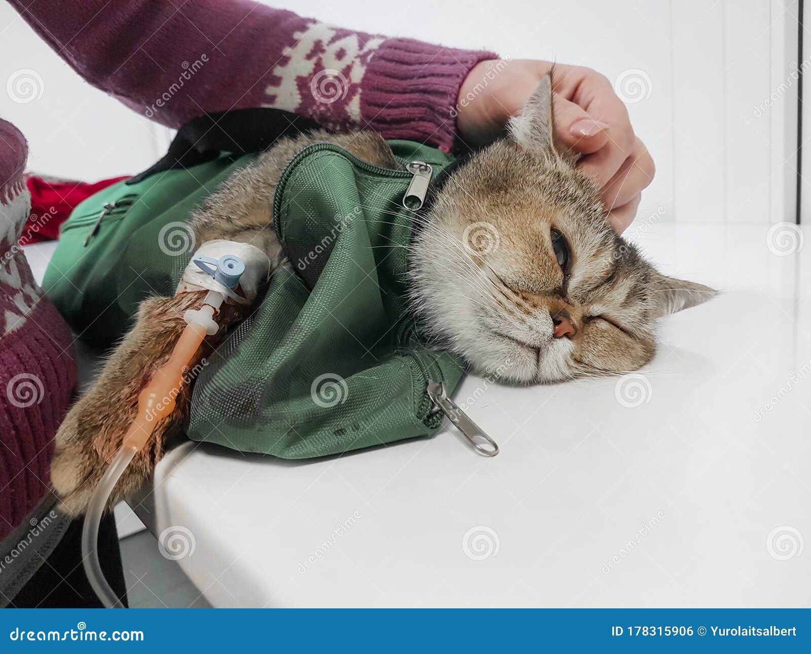Sick Cat With A Dropper Lying On A Table In A Veterinary Clinic Stock