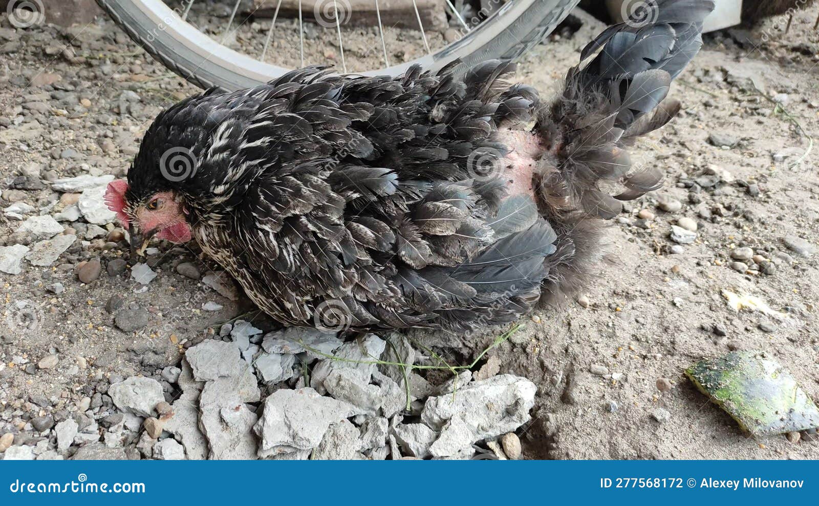 Sick Chicken with Feathers Torn Out in the Chicken Coop Stock Photo