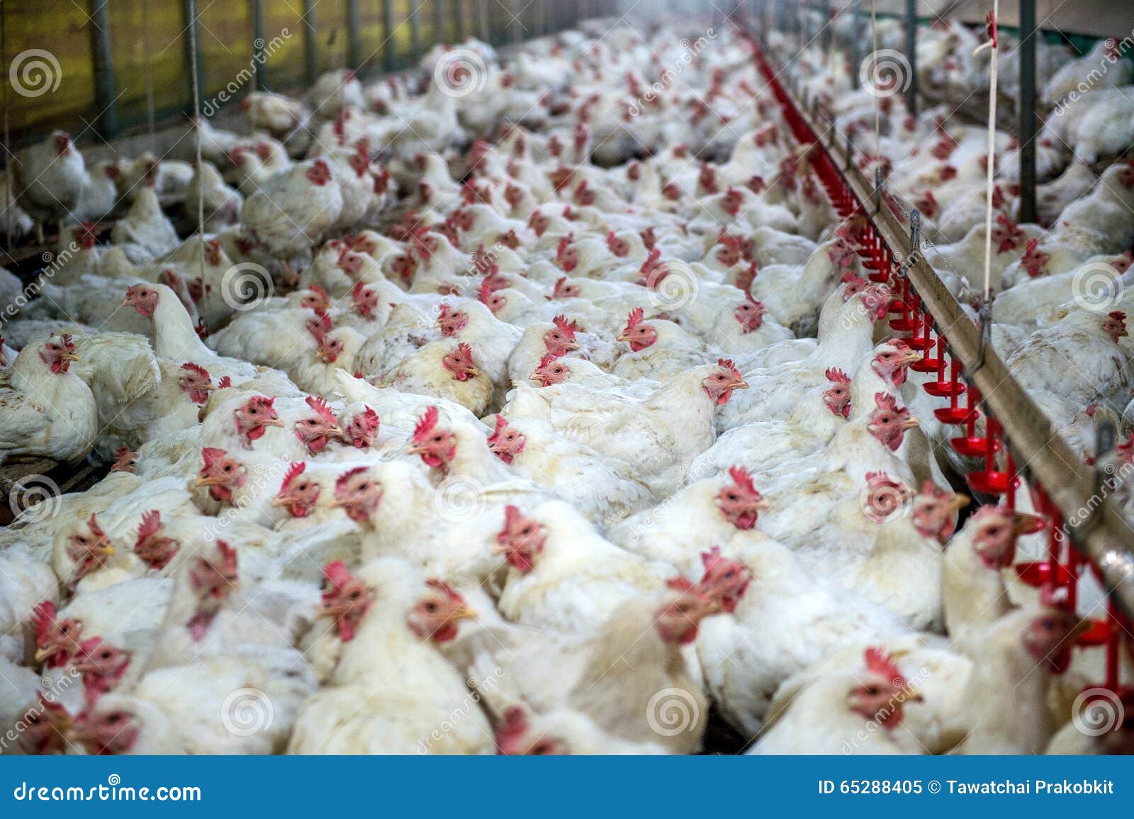 sick chicken or sad chicken in farm,epidemic, bird flu.