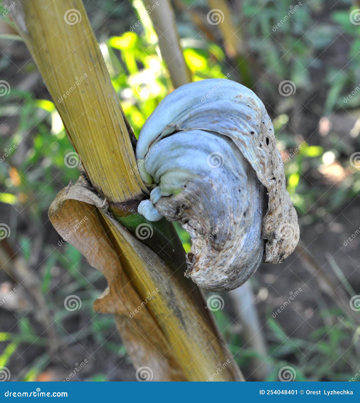 A Corn Plant Affected by the Fungus Ustilago Zeae Unger Stock Image