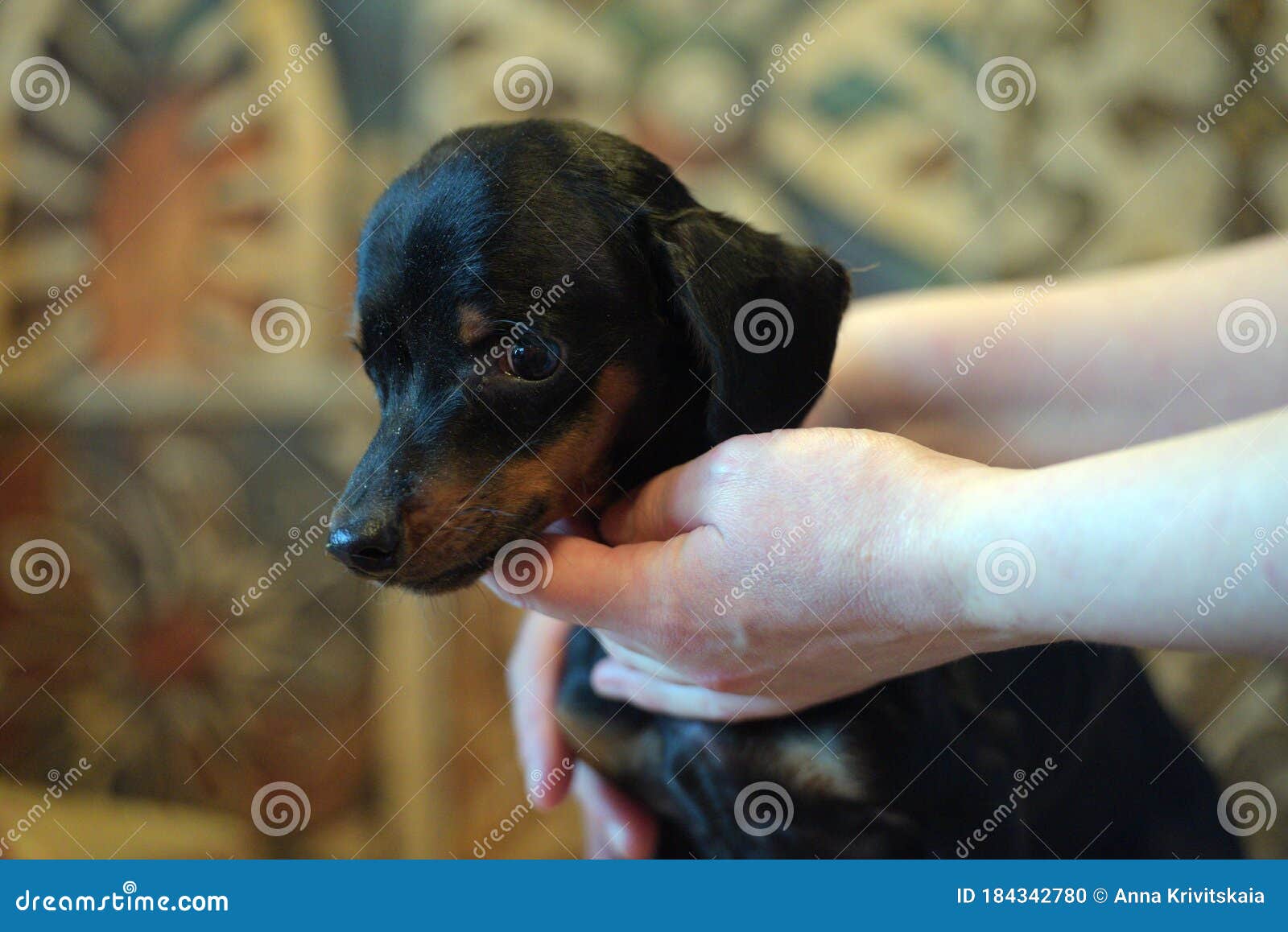 Sick Dachshund Puppy HYDROCEPHALIA Stock Photo Image of large