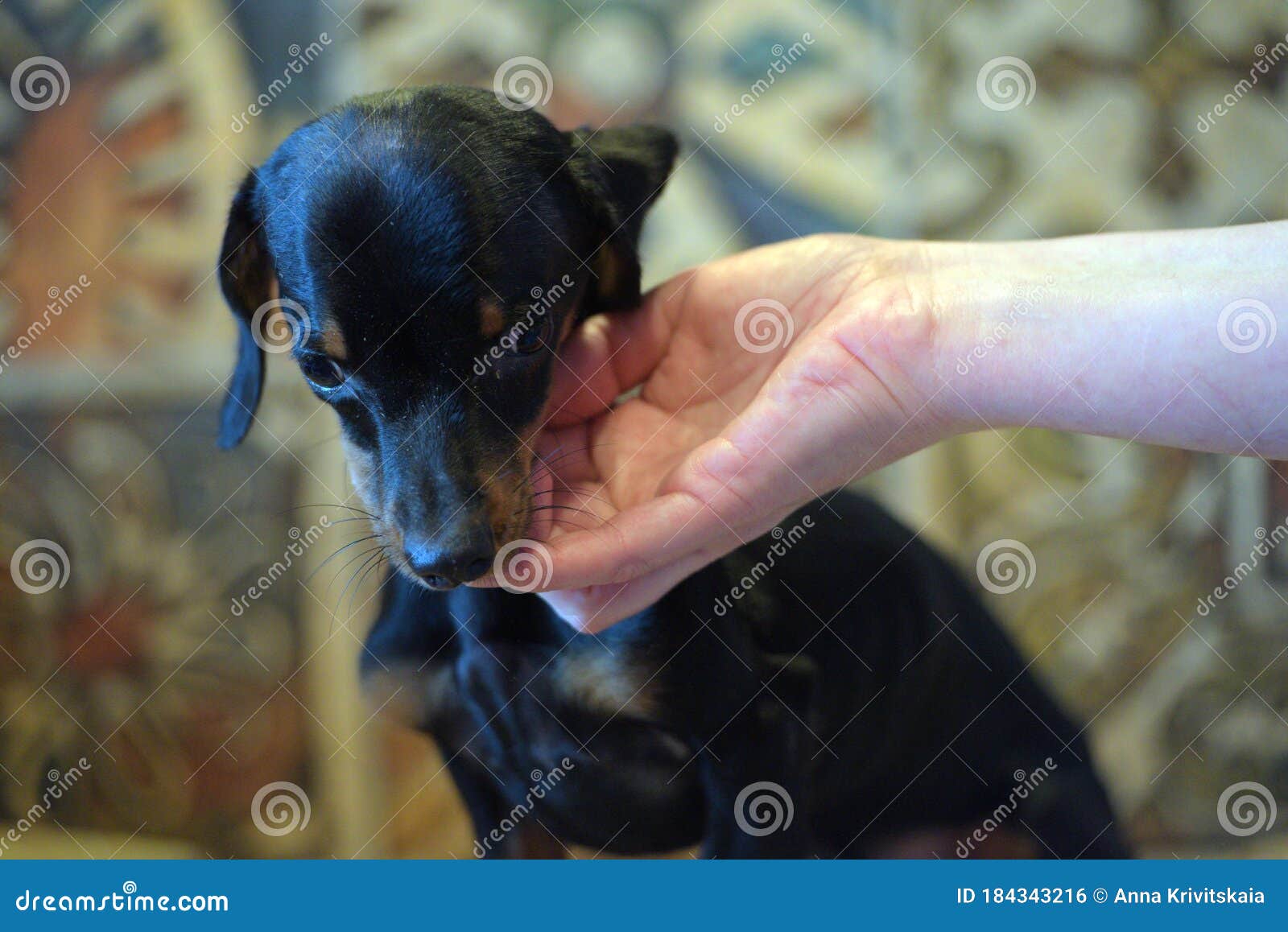 Sick Dachshund Puppy HYDROCEPHALIA Stock Photo Image of leads