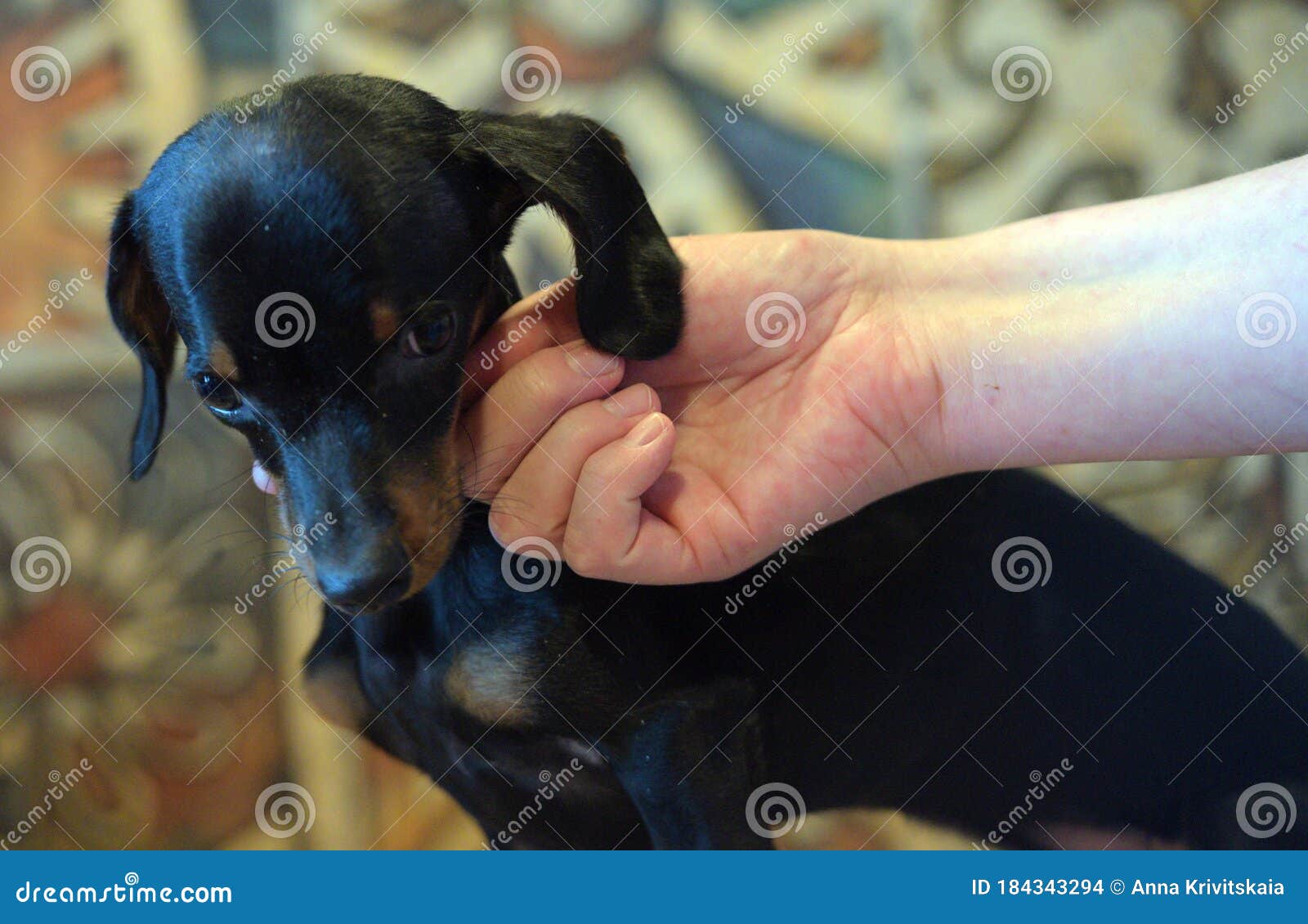 Sick Dachshund Puppy HYDROCEPHALIA Stock Photo Image of