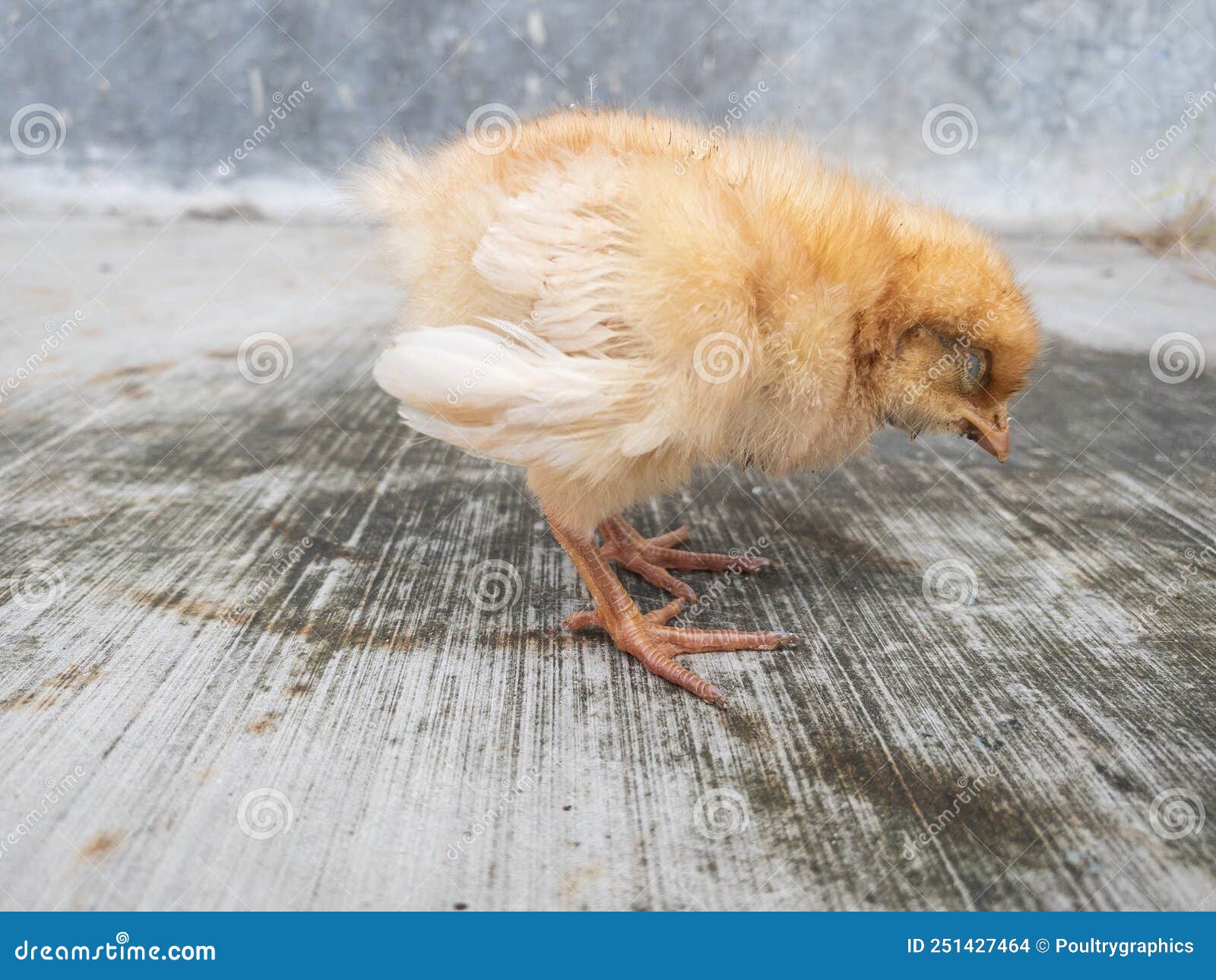 Dehydration Chick, Layer Day Old Chicken Stock Photo Image of chicken
