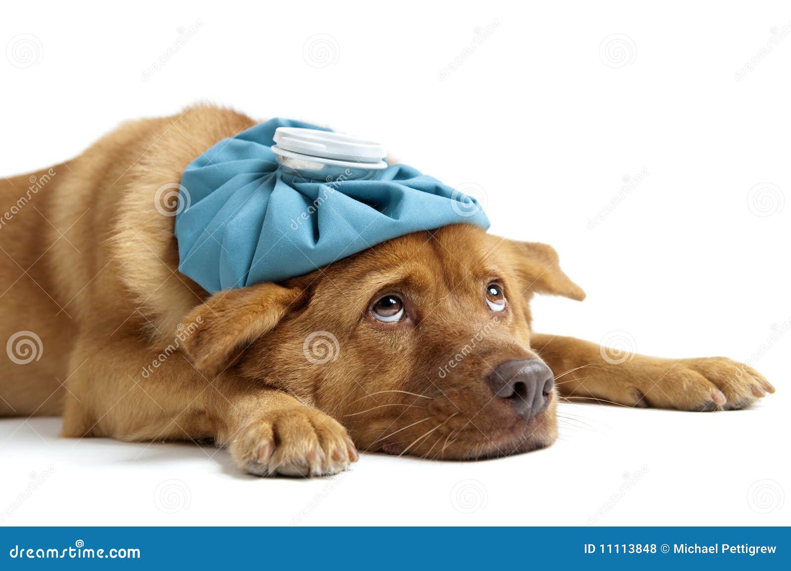 [Image: sick-dog-11113848.jpg]