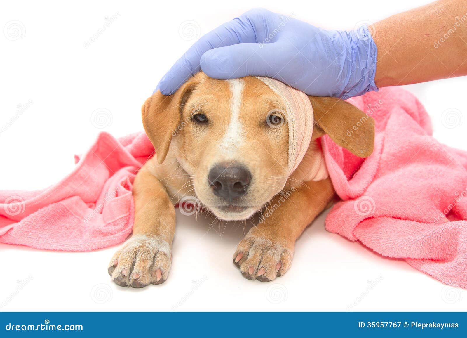 Sick Dog with Bandages on His Head Stock Image Image of brown