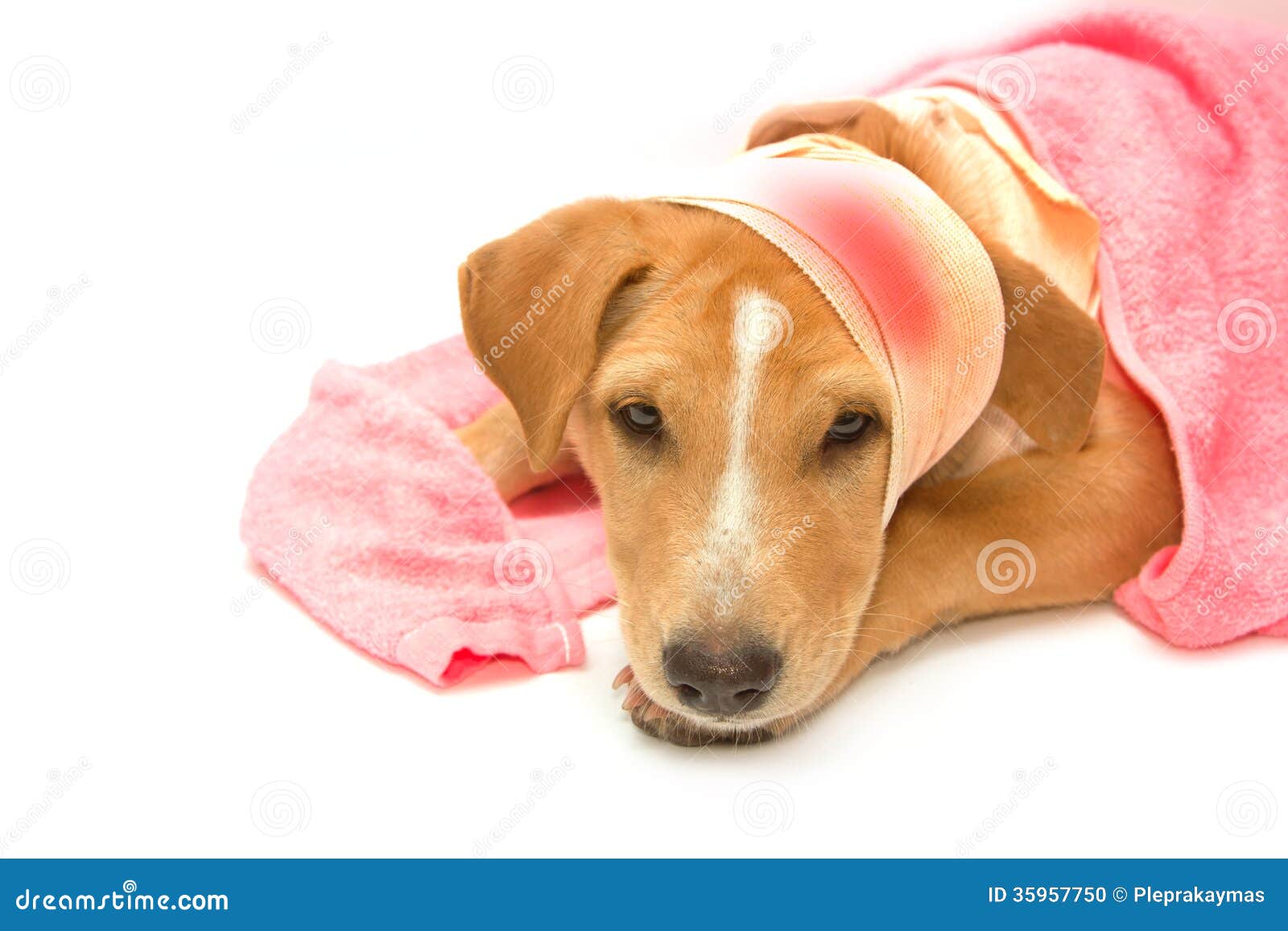 Sick Dog with Bandages on His Head Stock Photo Image of veterinary