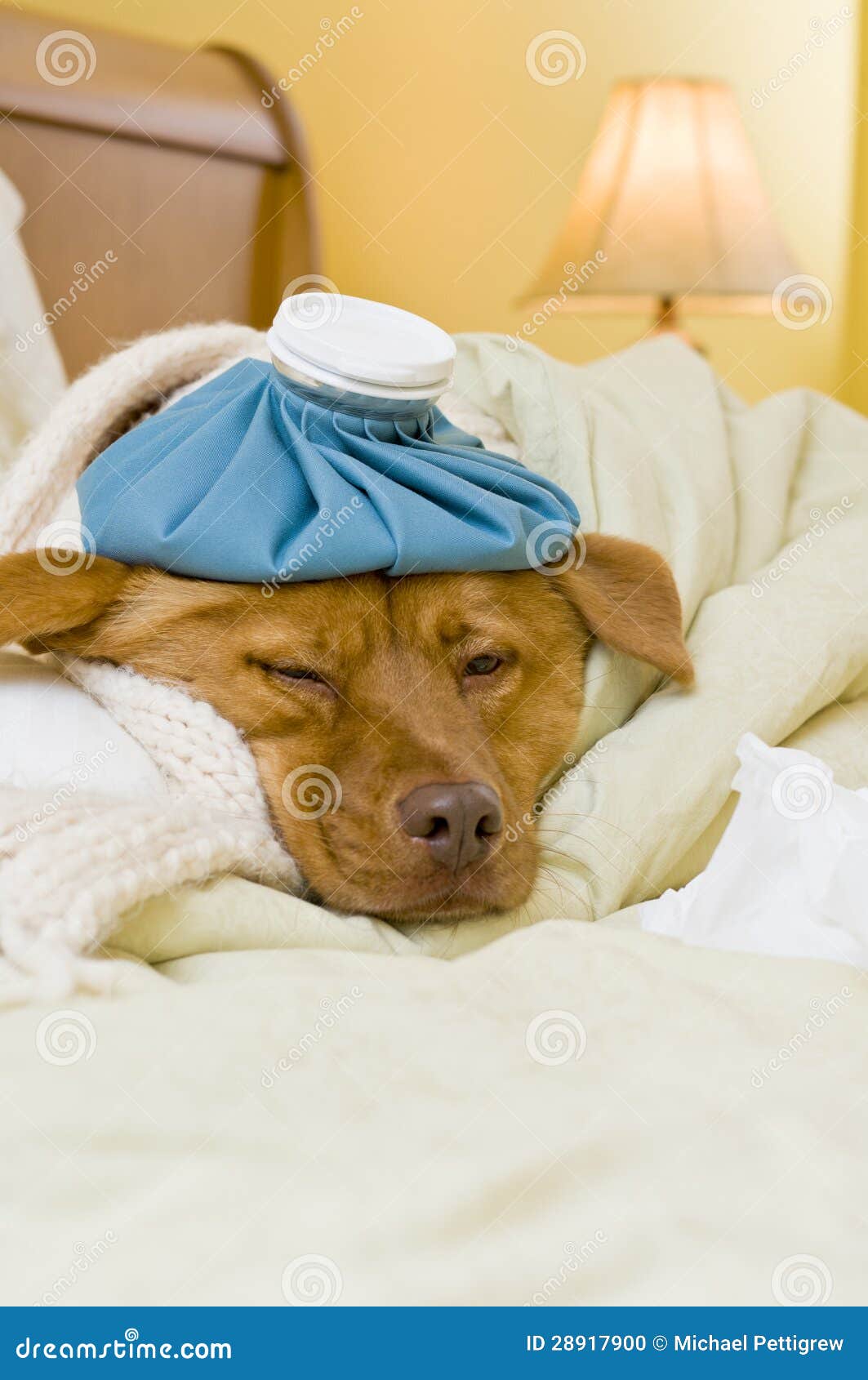 dog sick in bed