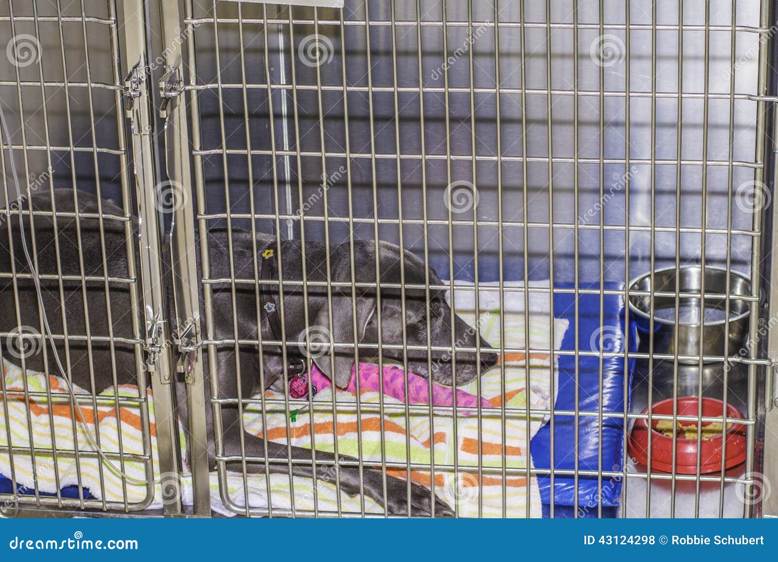 Sick Dog in Cage stock photo. Image of animal, health 43124298