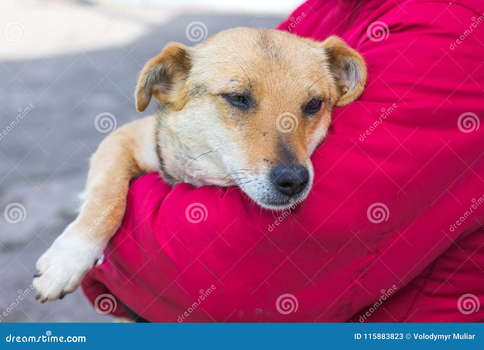 5,532 Sick Pets Stock Photos - Free & Royalty-Free Stock Photos from Dreamstime 5,532 Sick Pets Stock Photos - Free & Royalty-Free Stock Photos from Dreamstime