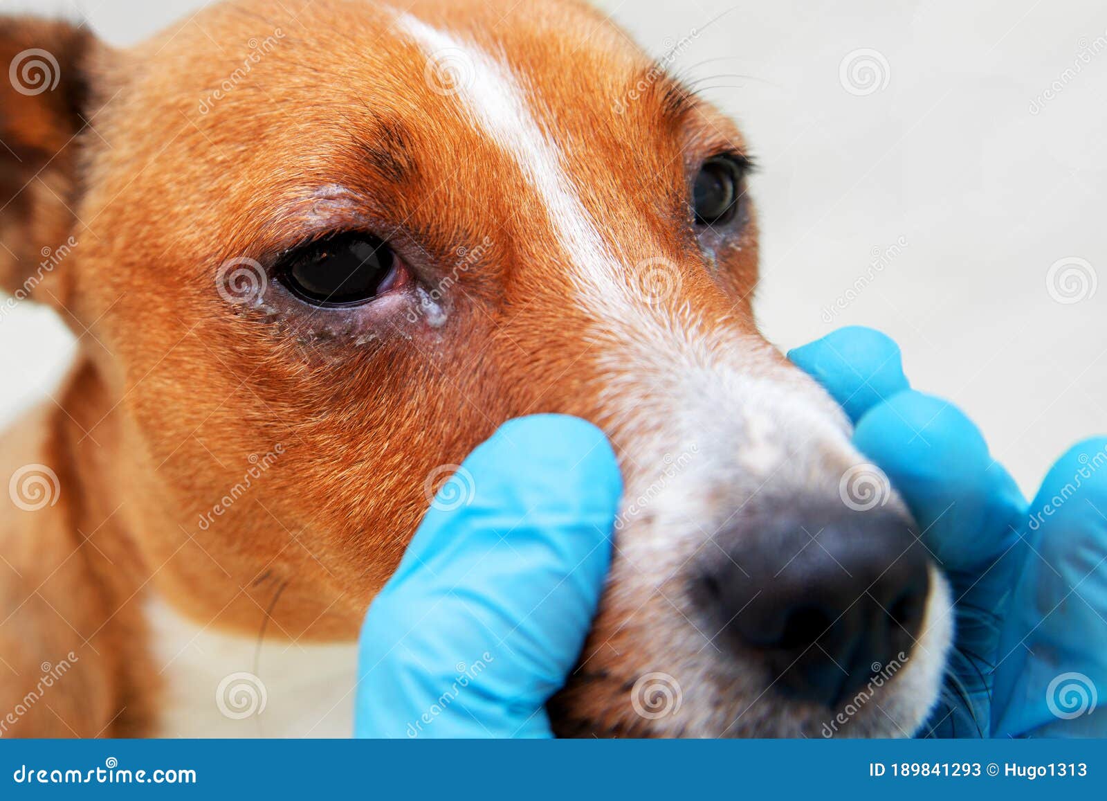 Sick Dog with Infected Crusty Eyes Examination. Inspection, Blepharitis. Close of Redness and Bump in the Eye a Stock Image - Image of iris, doctor: