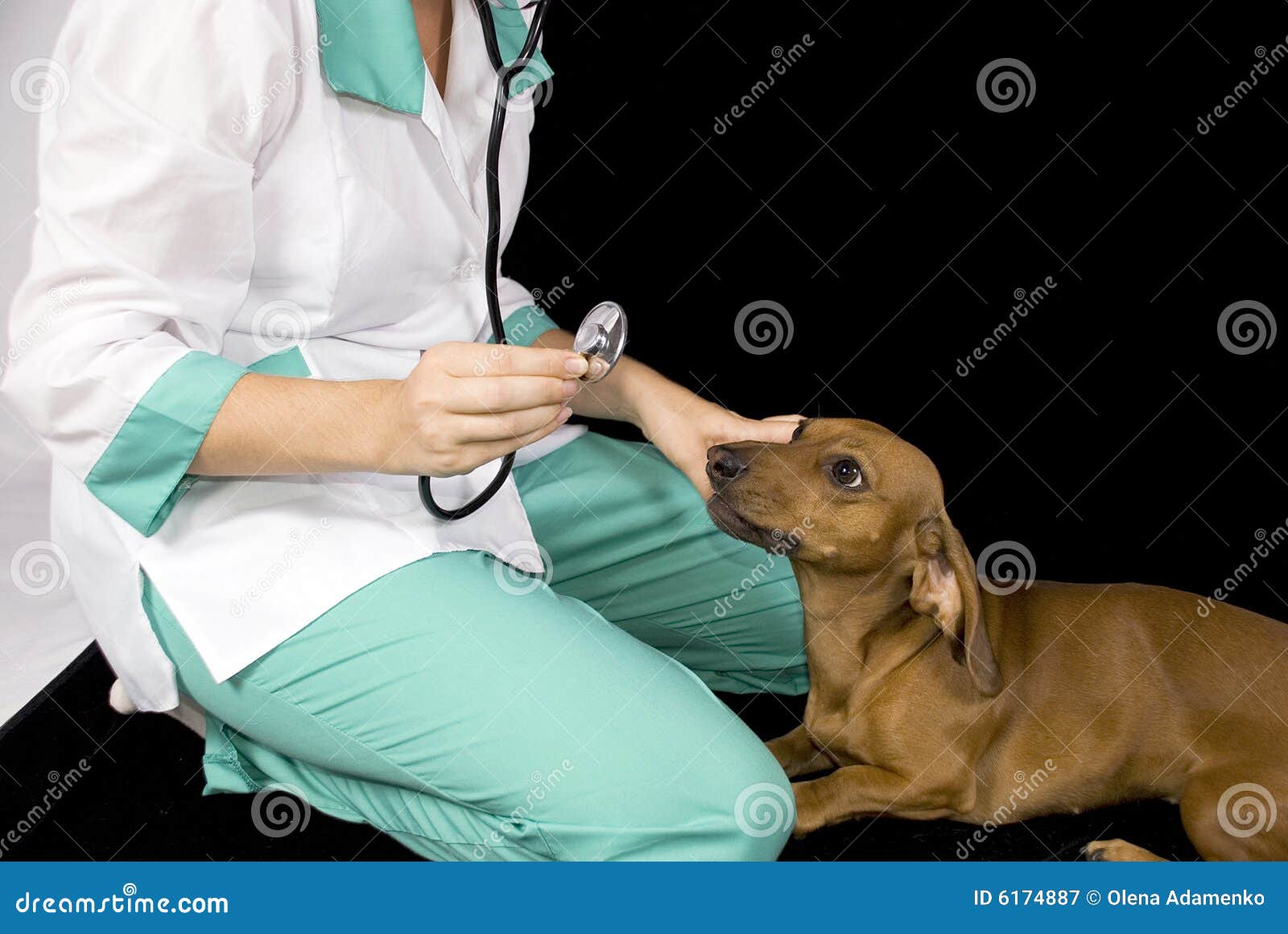 The Sick Dog and Veterinary Stock Image Image of care, examination