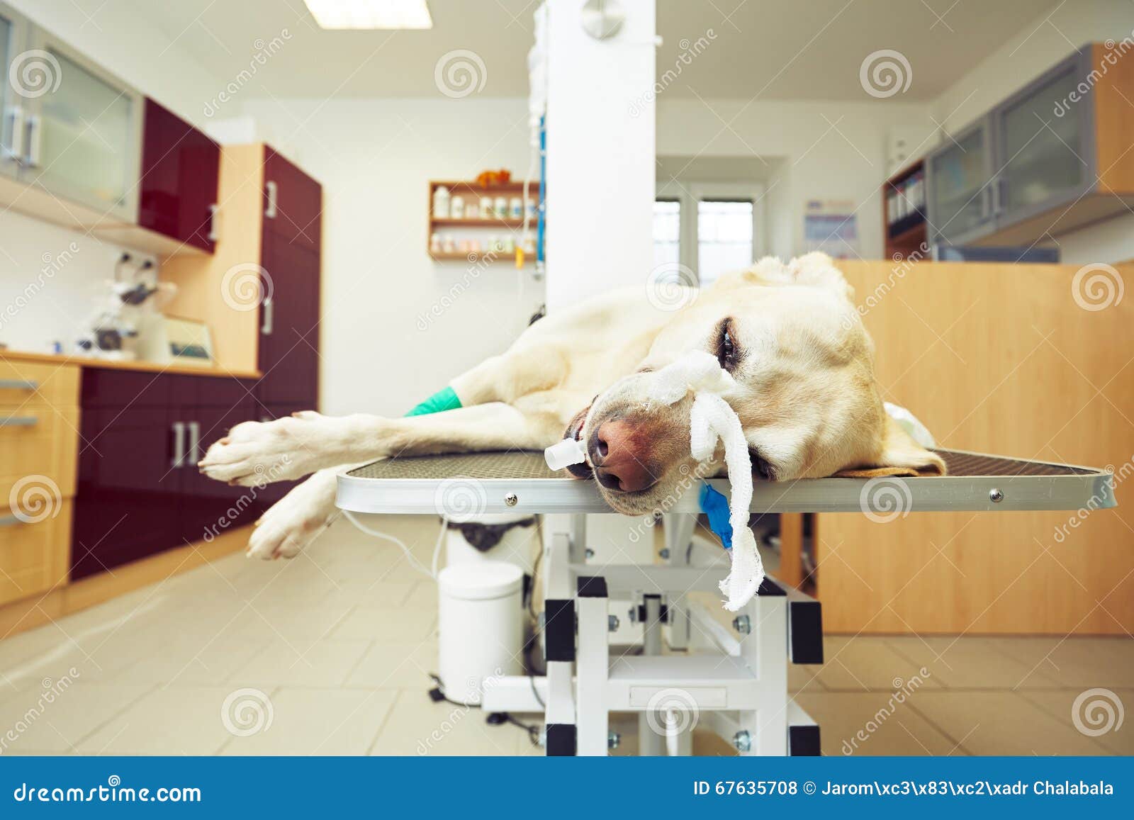 Sick Dog in the Veterinary Clinic Stock Photo Image of hope, labrador