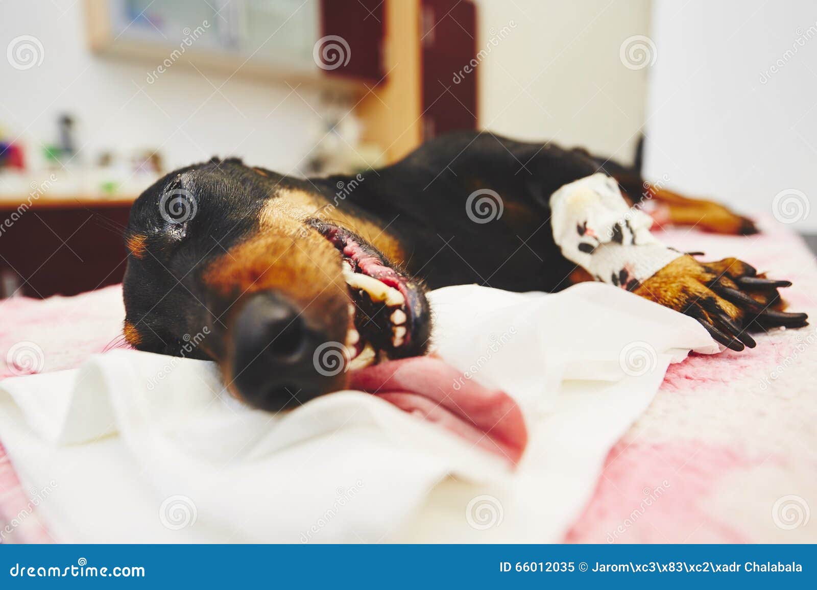 Sick Dog in the Veterinary Clinic Stock Image Image of health, care