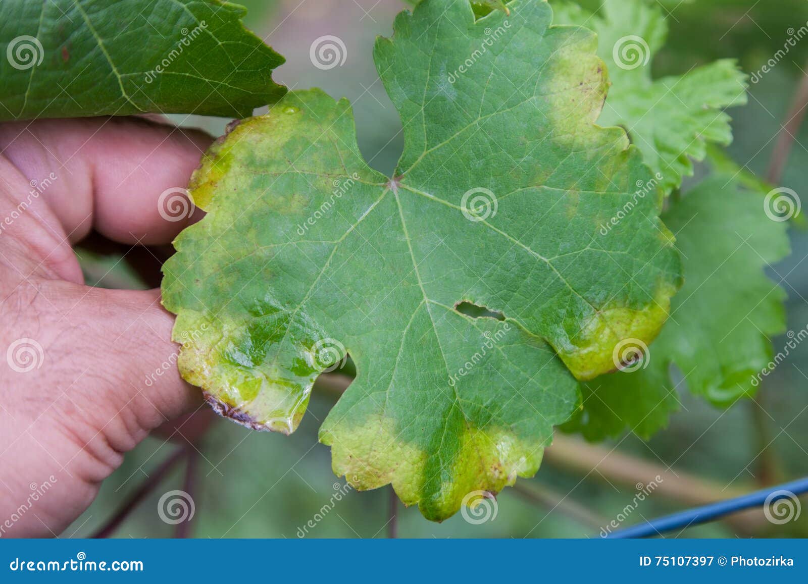 sick grape leaf closeup