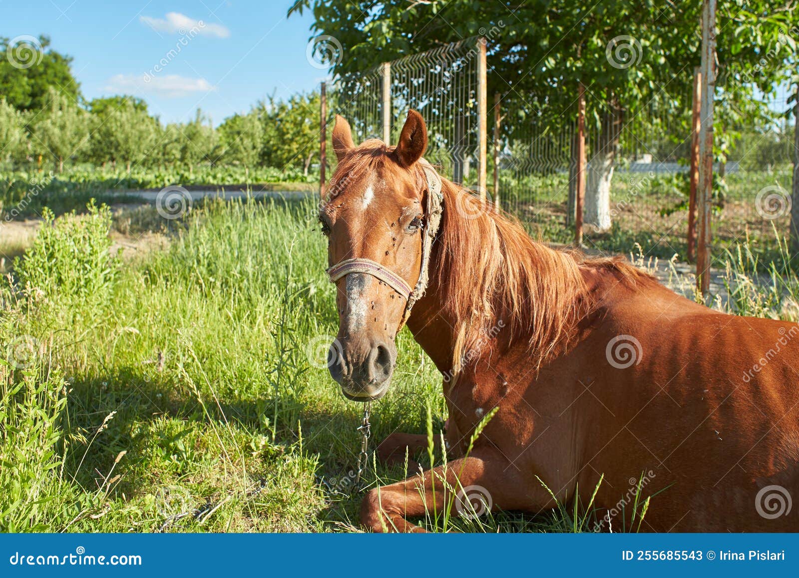 Sick horse in the field stock image. Image of details 255685543