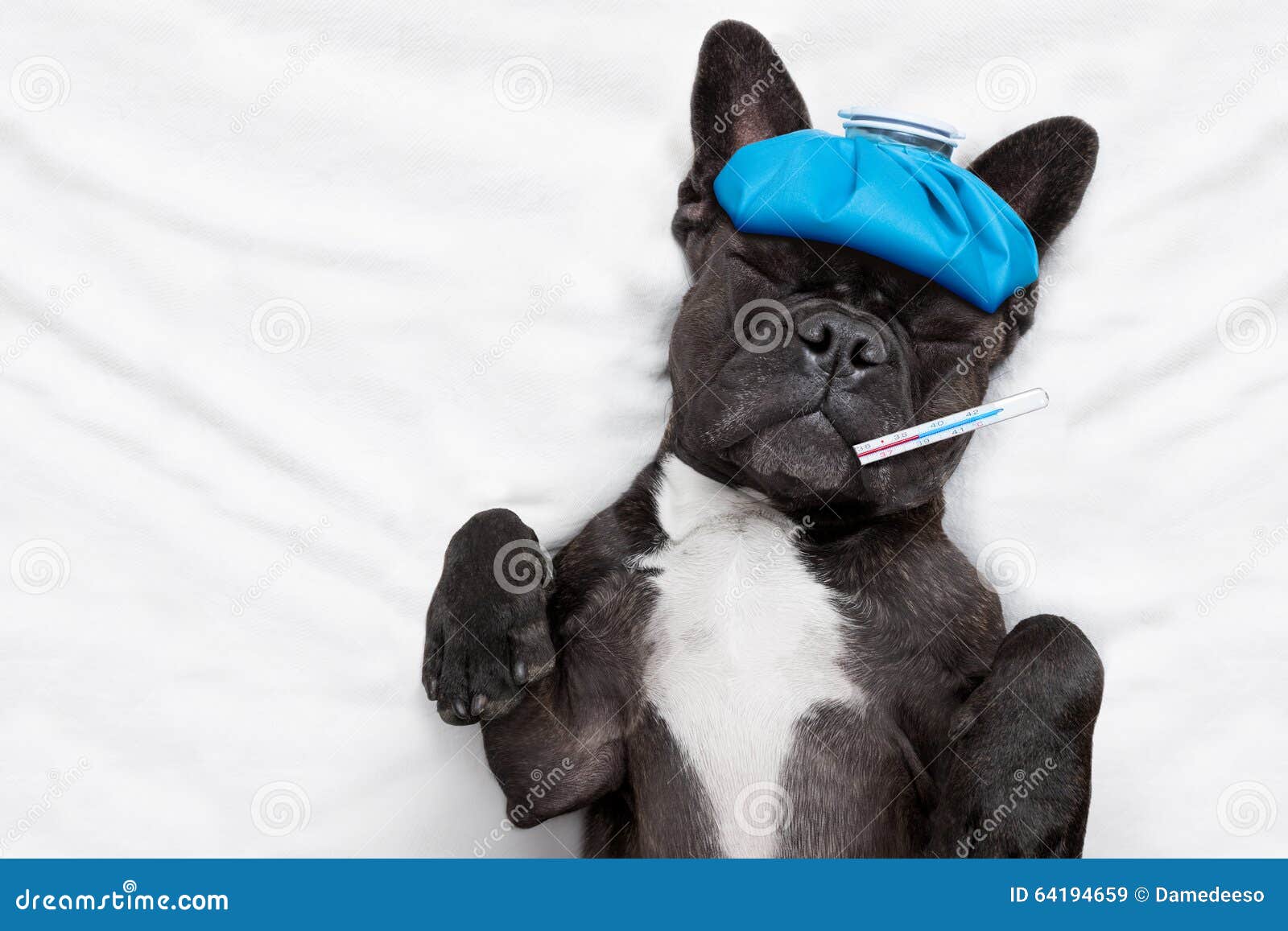 Image Result For French Bulldog In Bed