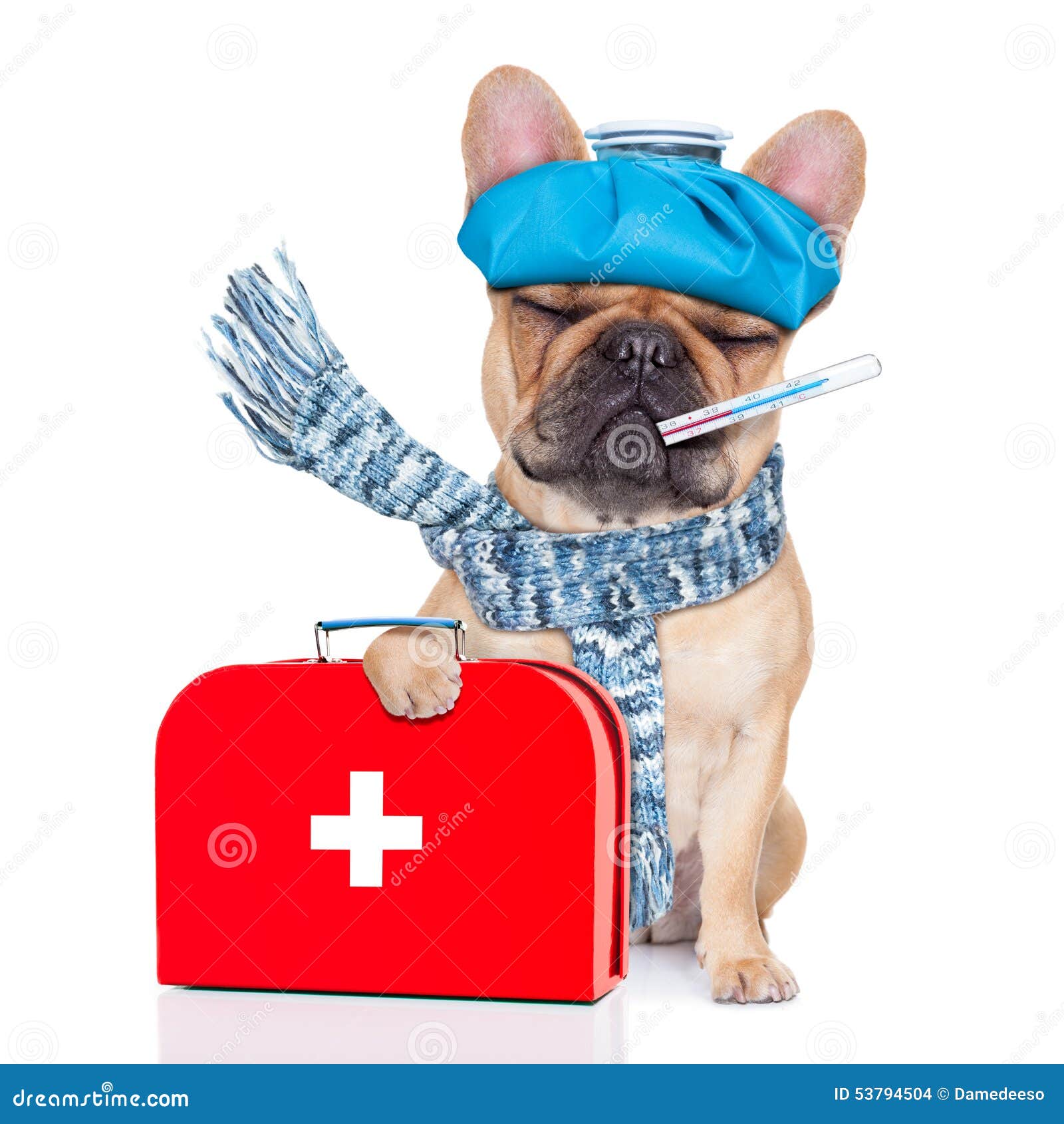 Sick Ill Dog Stock Photo Image Of Recovery French Health 53794504