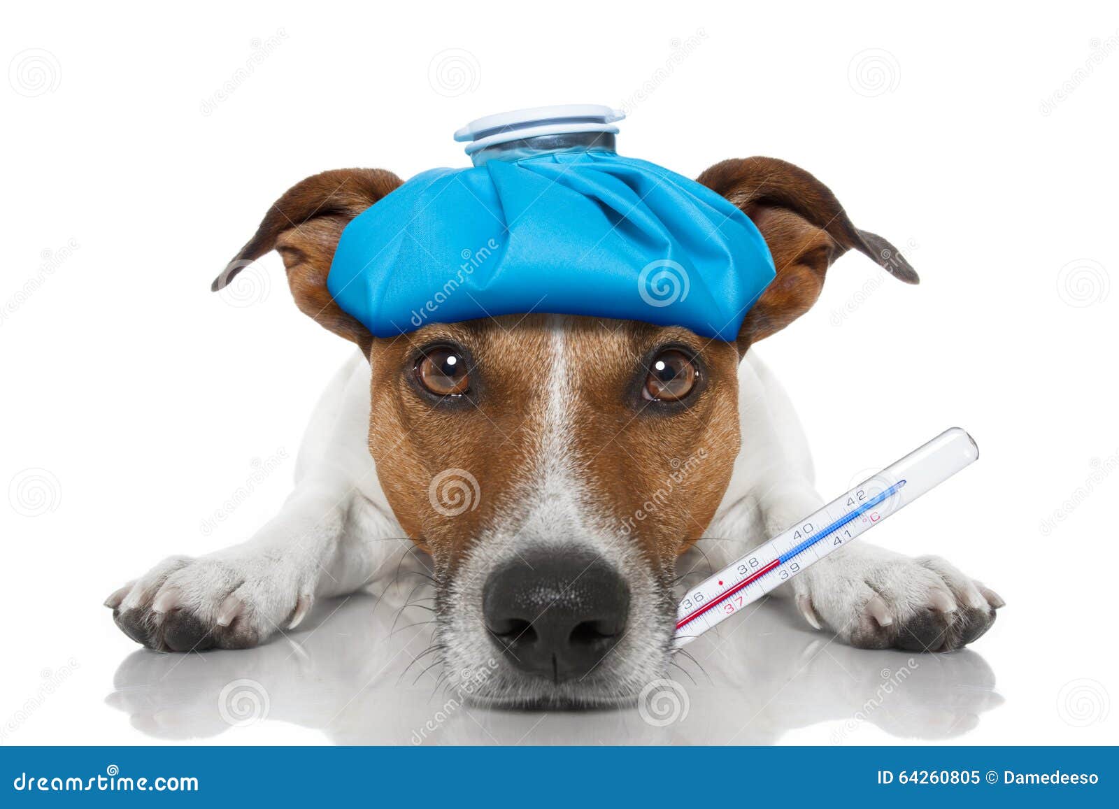 https://thumbs.dreamstime.com/z/sick-ill-dog-jack-russell-floor-hangover-fever-ice-bag-head-thermometer-mouth-isolated-64260805.jpg