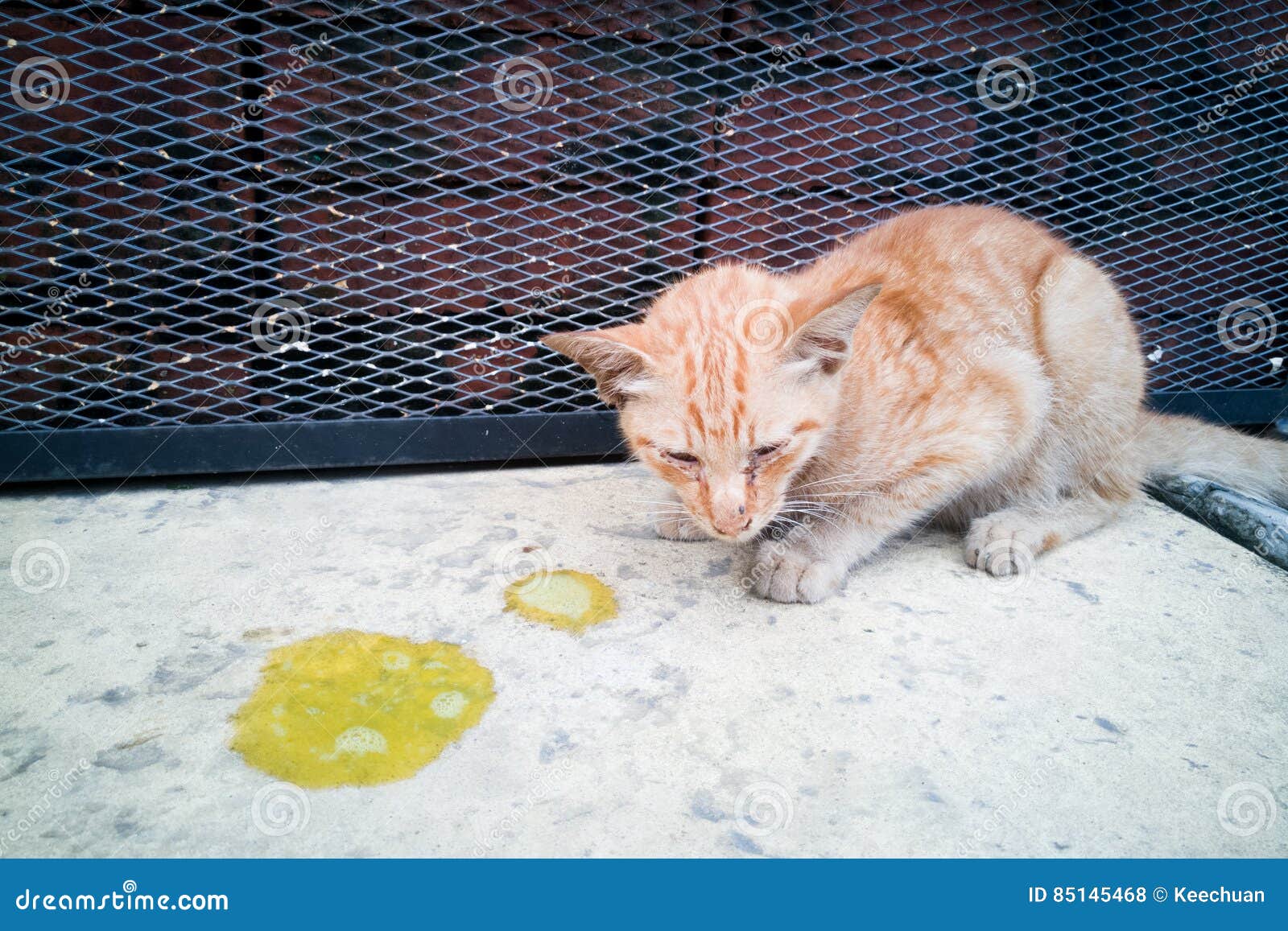 Sick Ill Pet Cat With Vomit On Floor Stock Photo Image of vomit