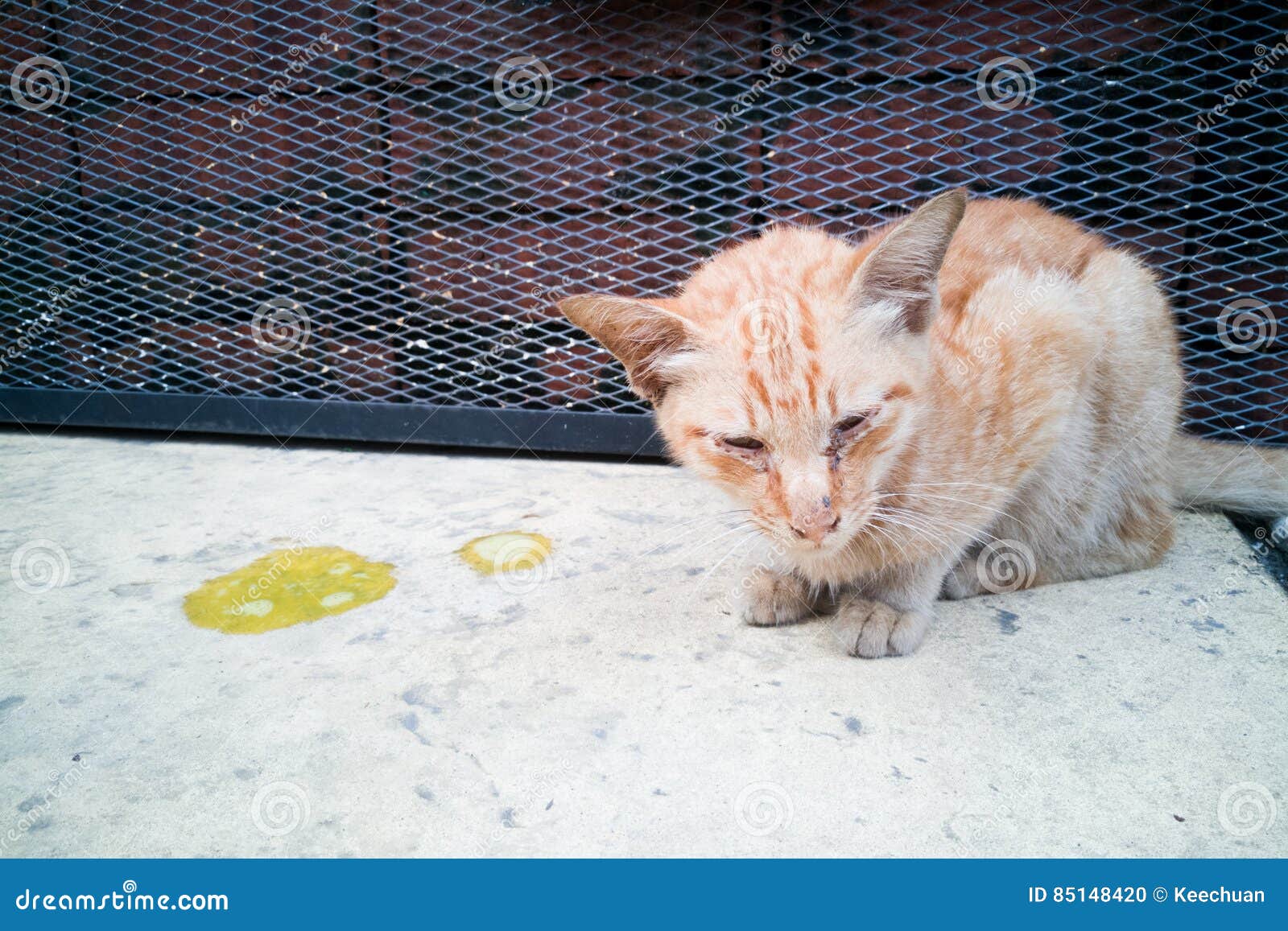 Sick Ill Pet Cat With Vomit On Floor Stock Photo Image of quirky