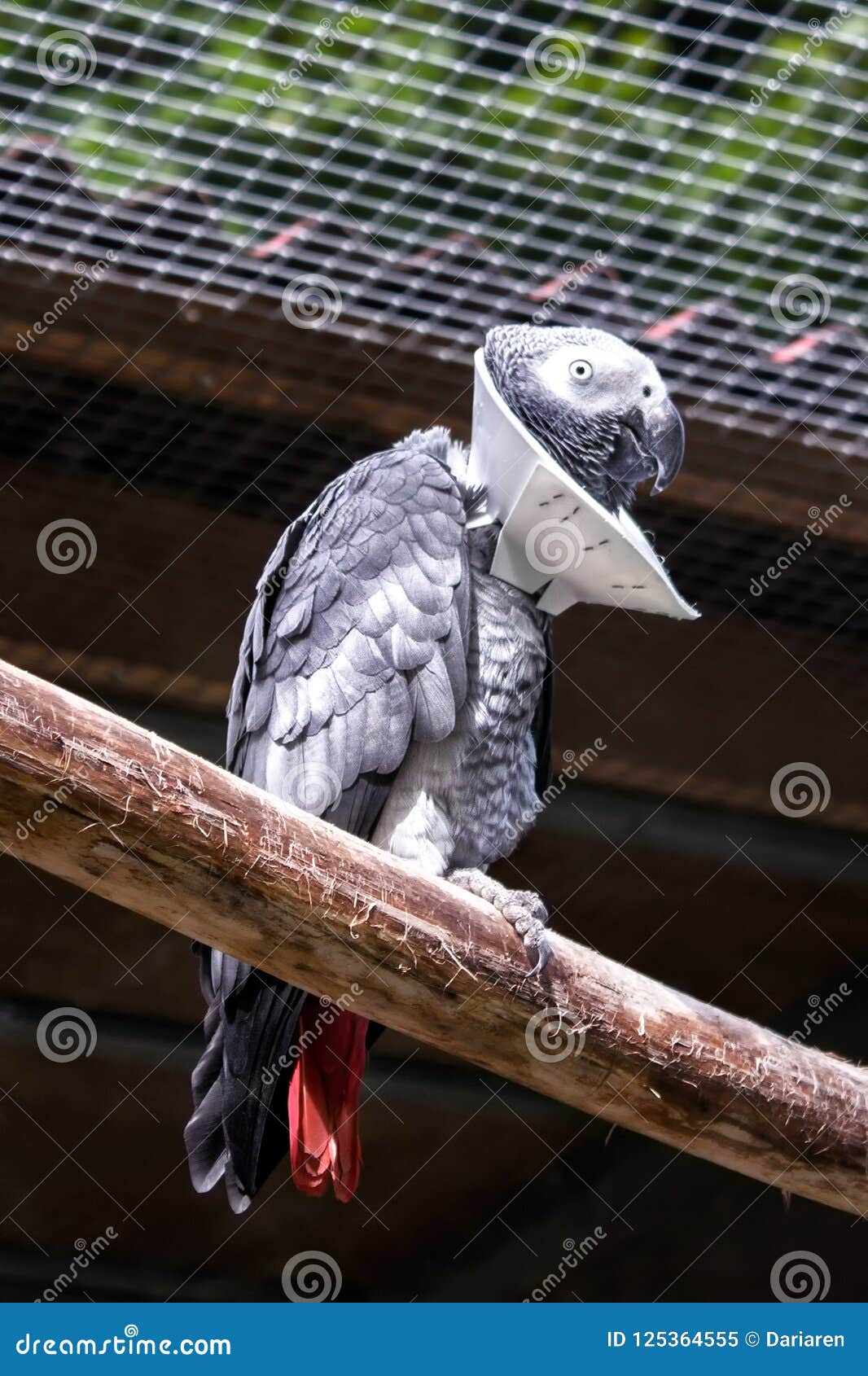 Crítico Serafín Scully Sick Parrot with a Neck Collar for Protection during Healing. Stock Image -  Image of patient, cone: 125364555