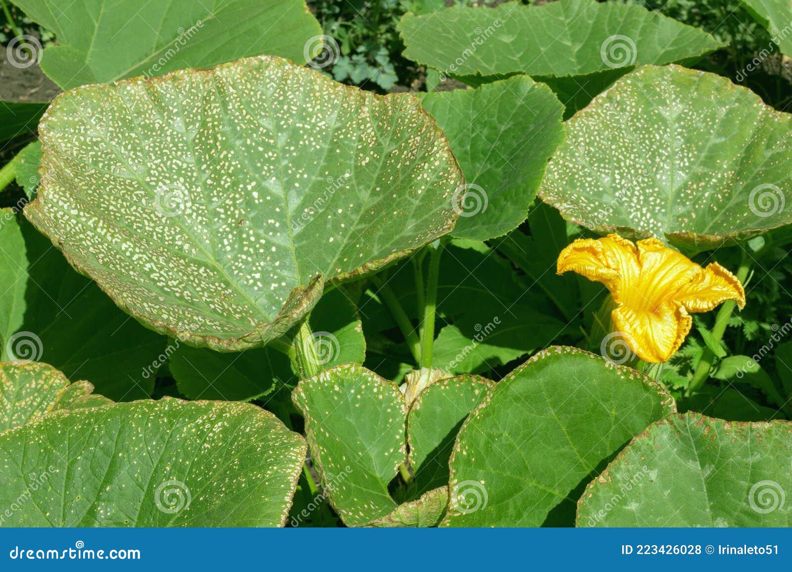 Sick Pumpkin Leaves. Green Pumpkin Leaf Close Up Stock Photo Image of