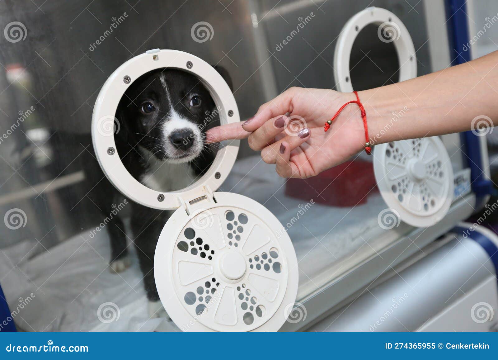 sick puppy in an incubator