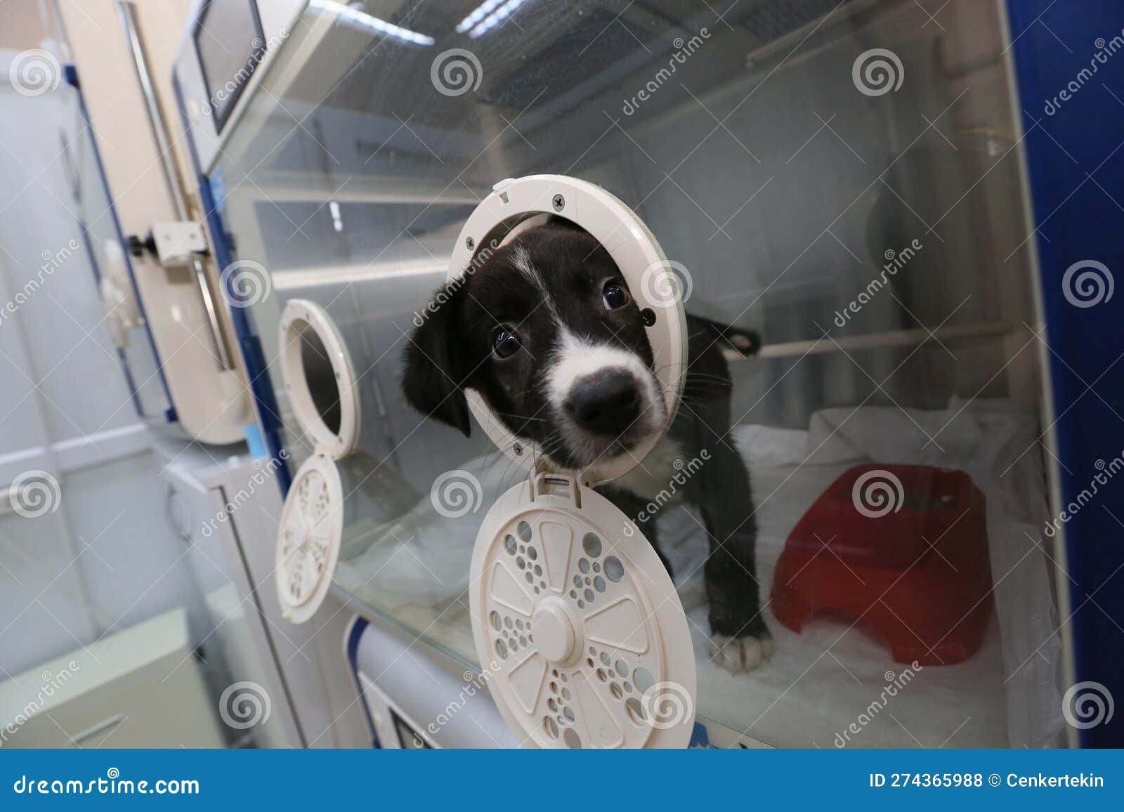 sick puppy in an incubator