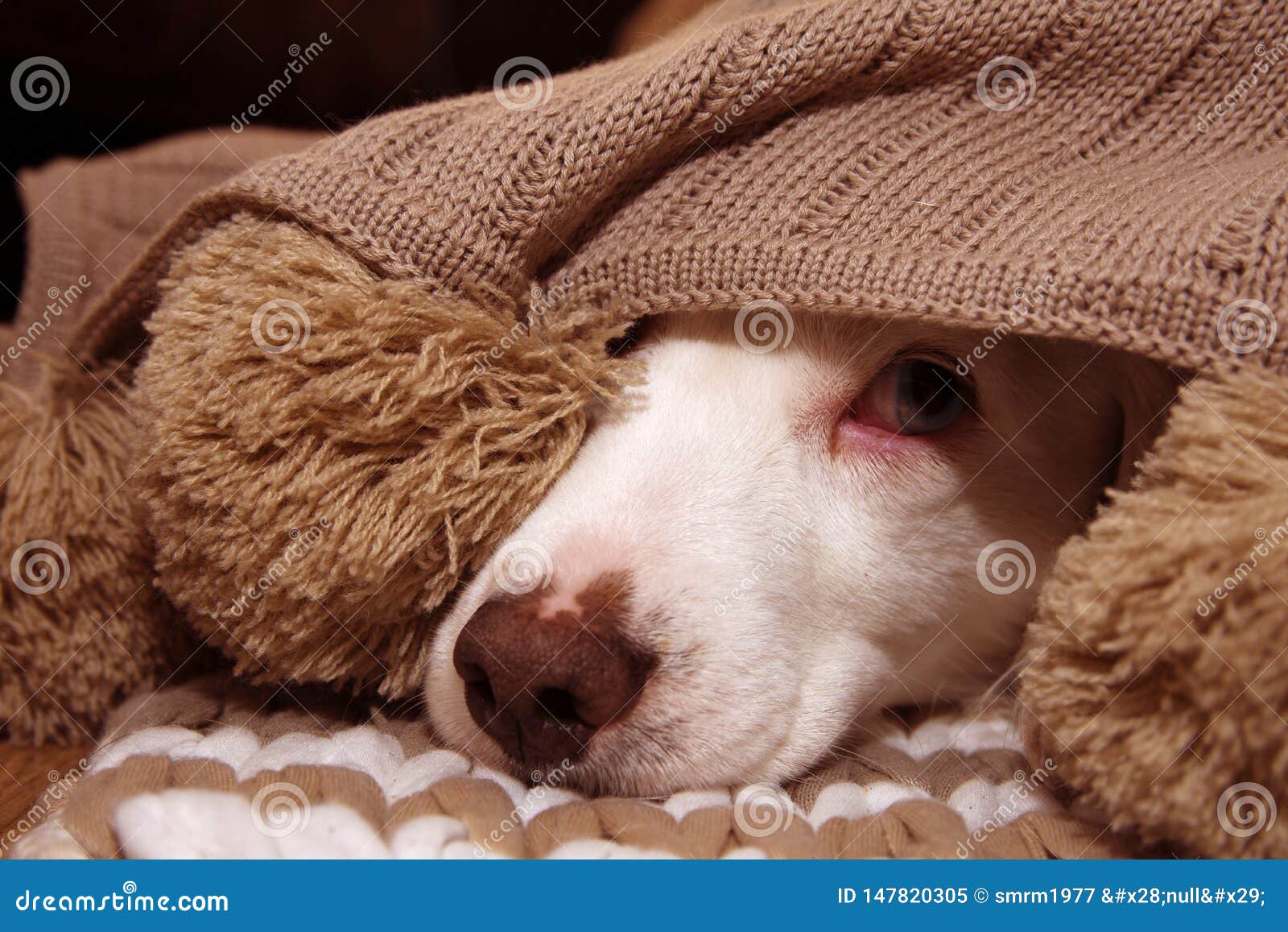 SICK or SCARED DOG COVERED with a WARM TASSEL BLANKET Stock Image