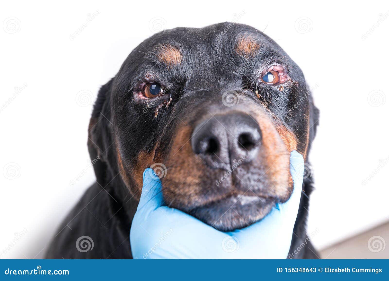 Can You Catch Pink Eye From Dog