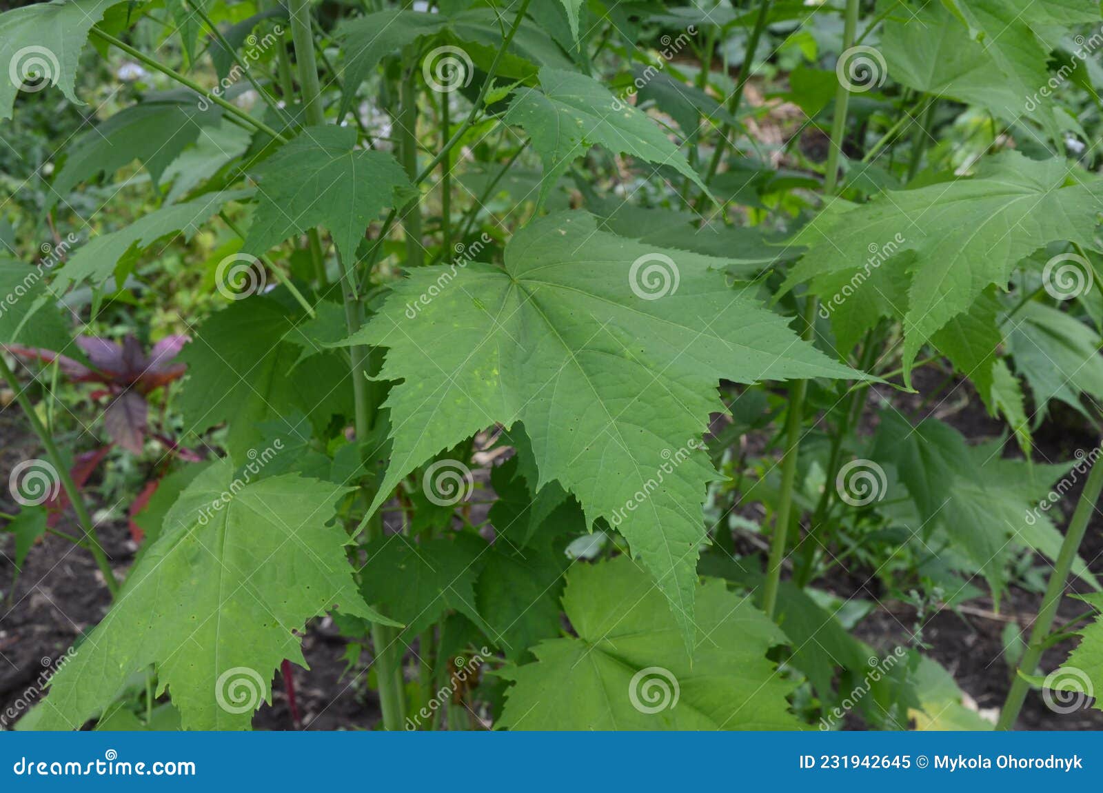 sida hermaphrodita, known by the common name virginia fanpetals