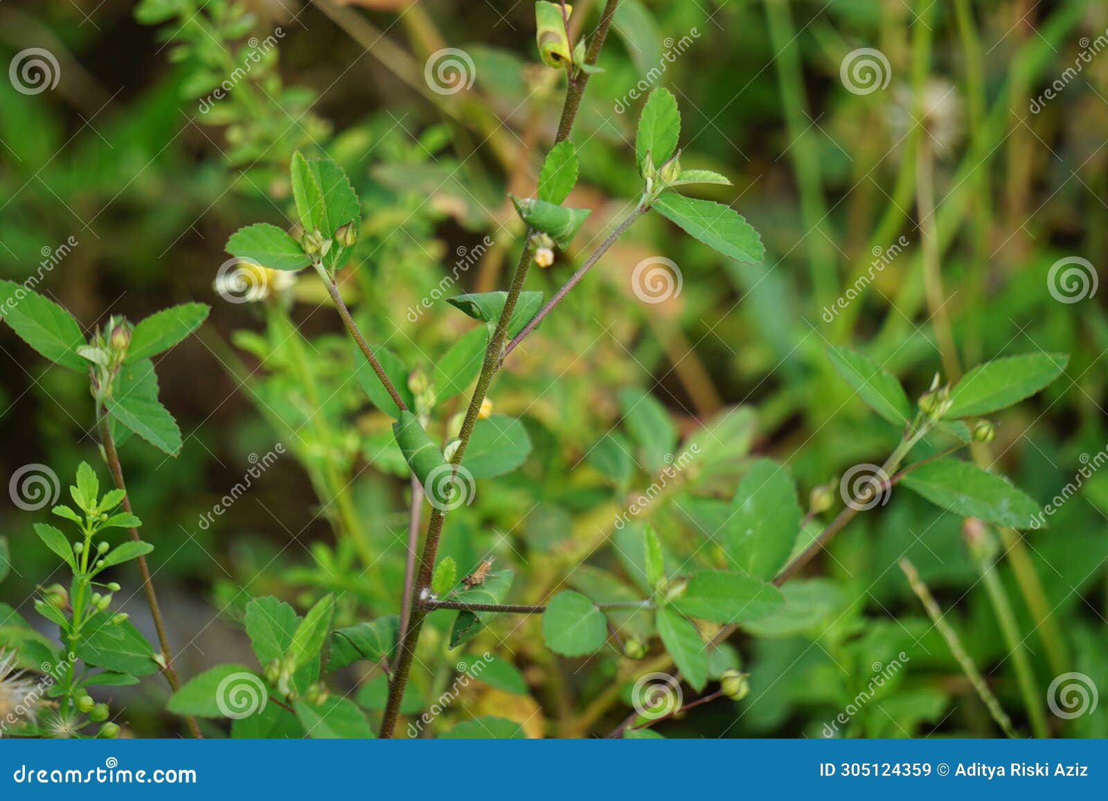 sida rhombifolia (arrowleaf sida, malva rhombifolia, rhombus-leaved sida, paddy's lucerne)