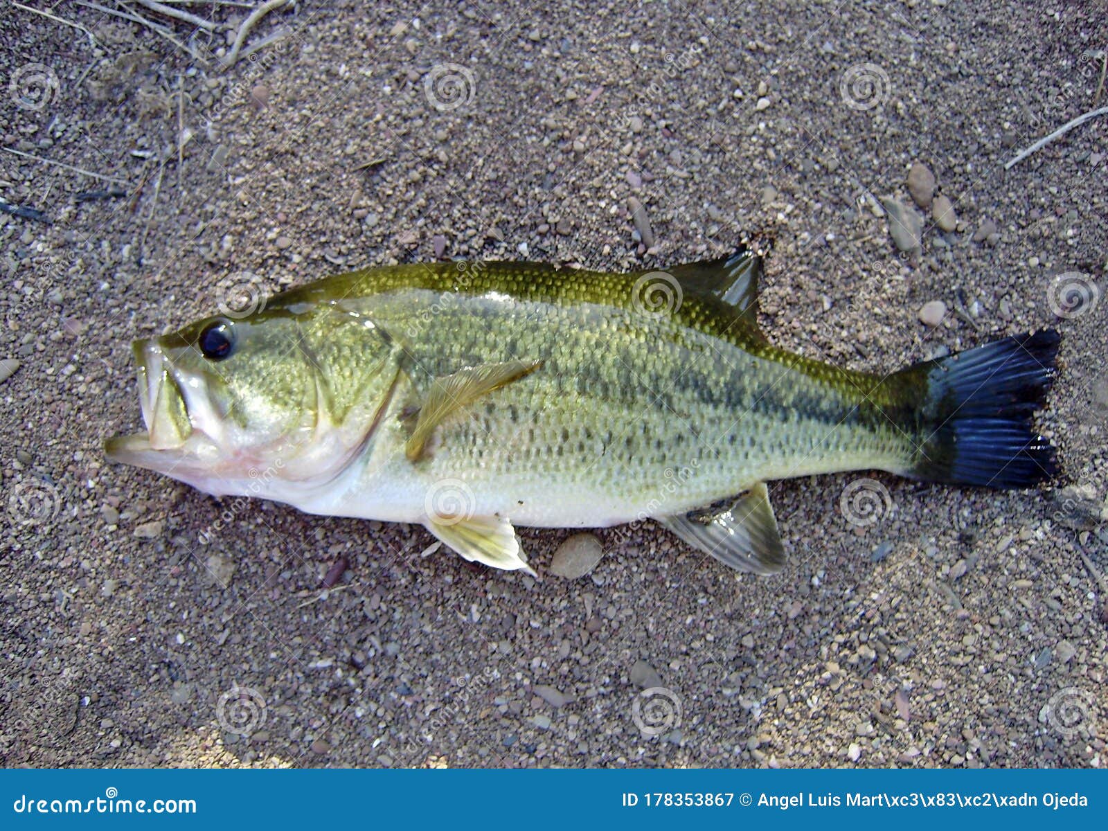Side Photograph of a Captured Black Bass Specimen. Stock Image - Image of  america, introduced: 178353867