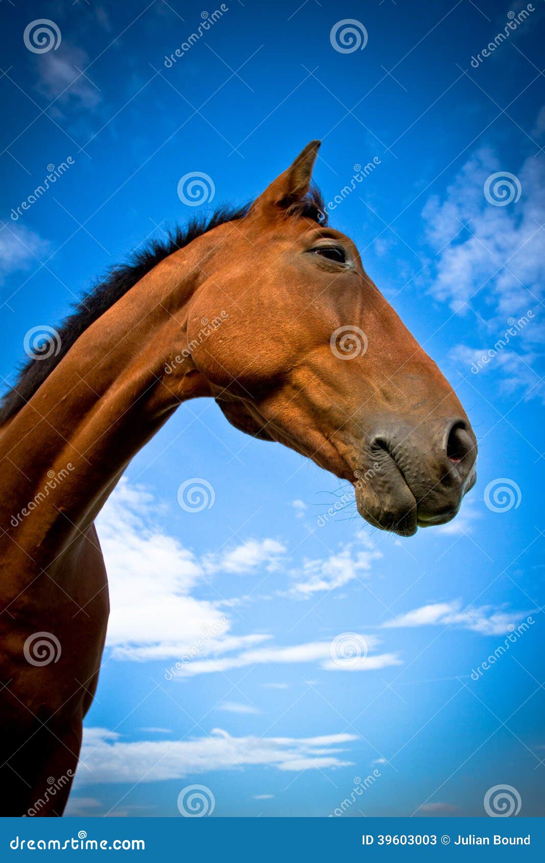 Side Portrait of a Horse with Blue Skies and Cloud Stock Image Image