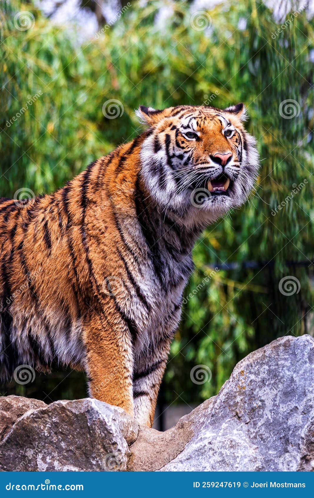 Royal Bengal tiger standing on the rock