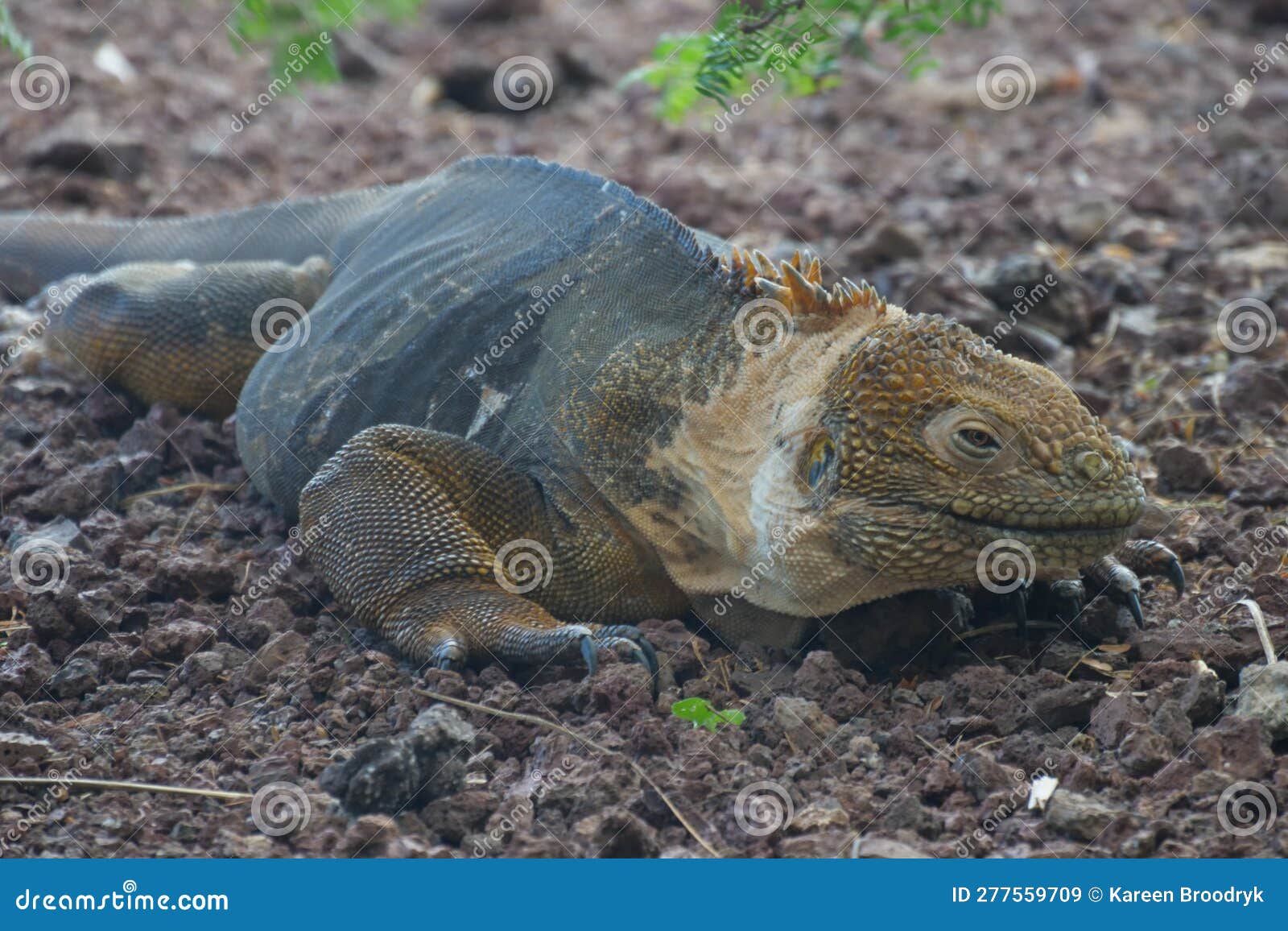 side profile of an adult yellow land iguana, iguana terrestre on a rock at south plaza island, galapagos, ecuador
