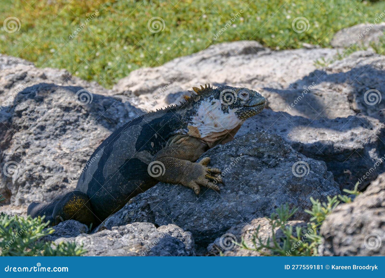 side profile of an adult yellow land iguana, iguana terrestre on a rock at south plaza island, galapagos, ecuador