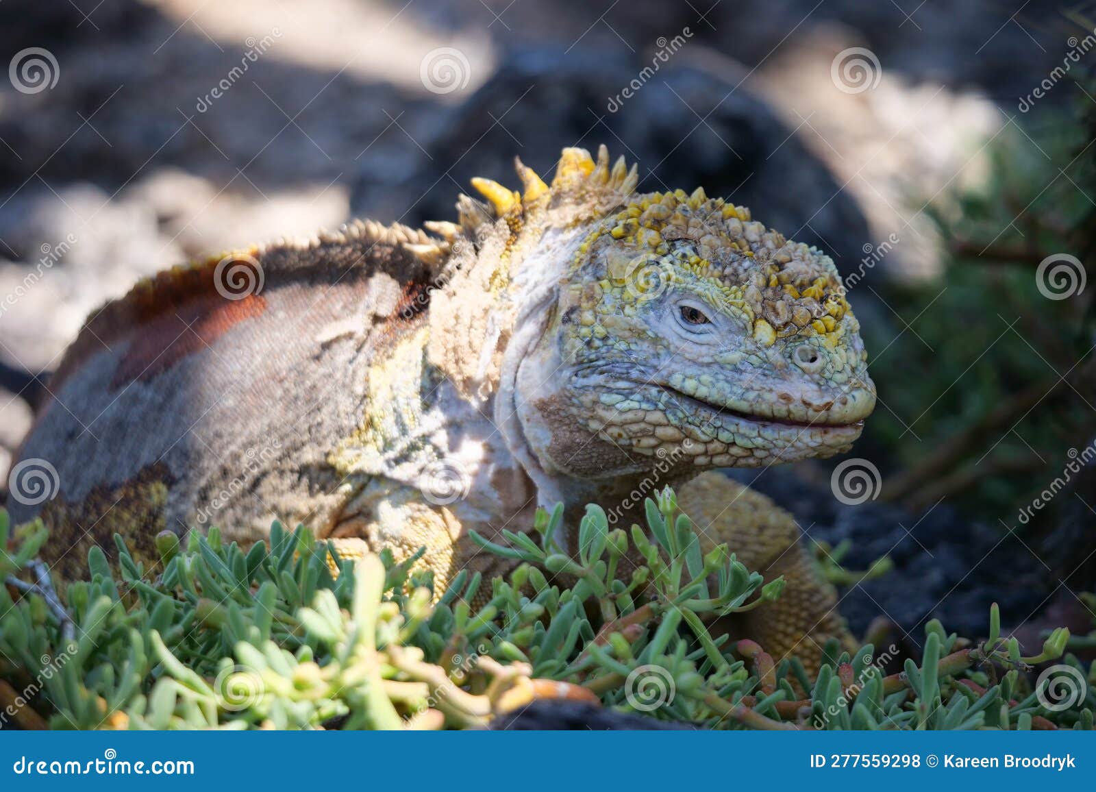 side profile of a bright yellow adult land iguana, iguana terrestre between green cactus plants at south plaza island, galapagos,