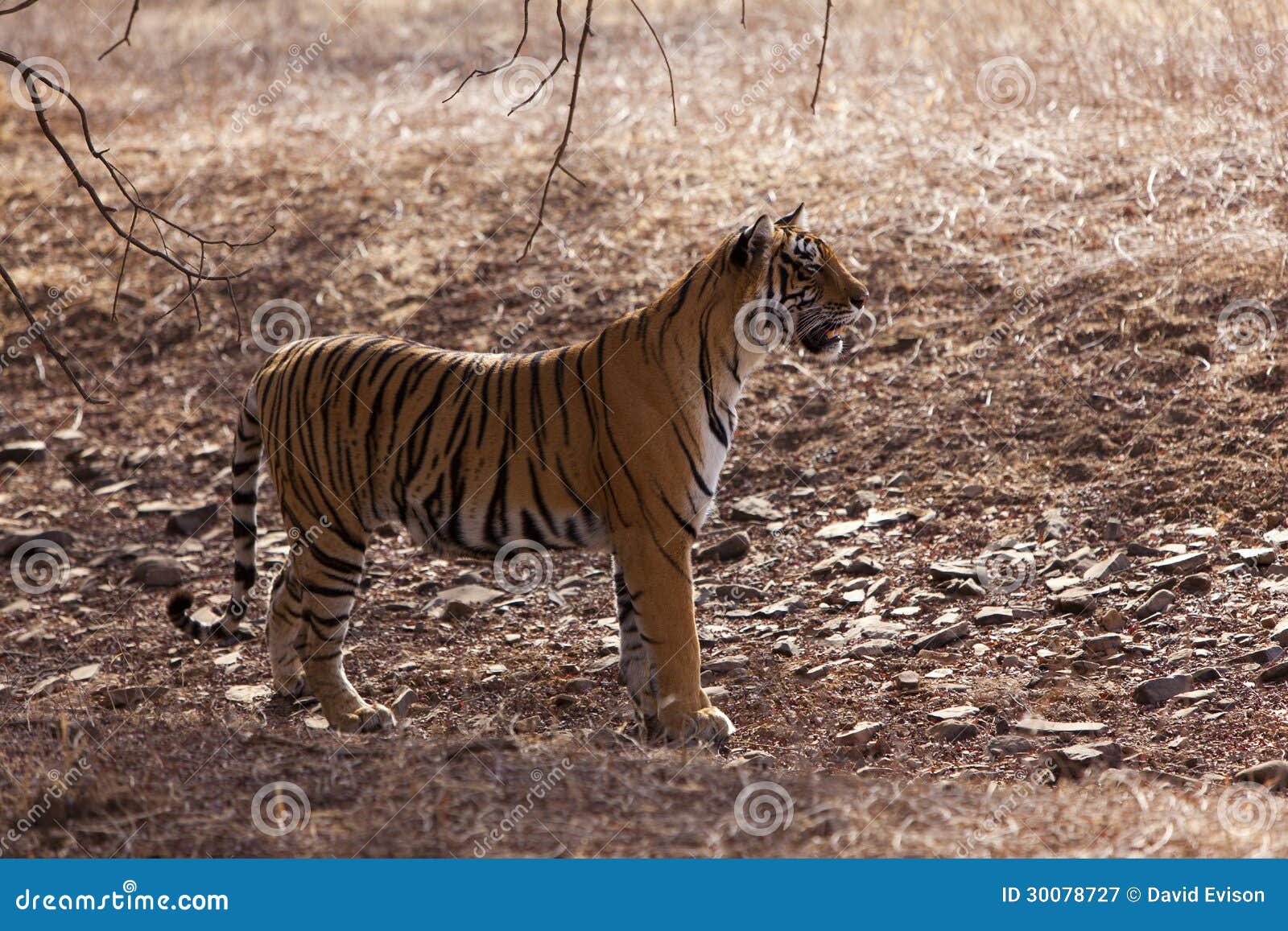 side profile of a female tigress,