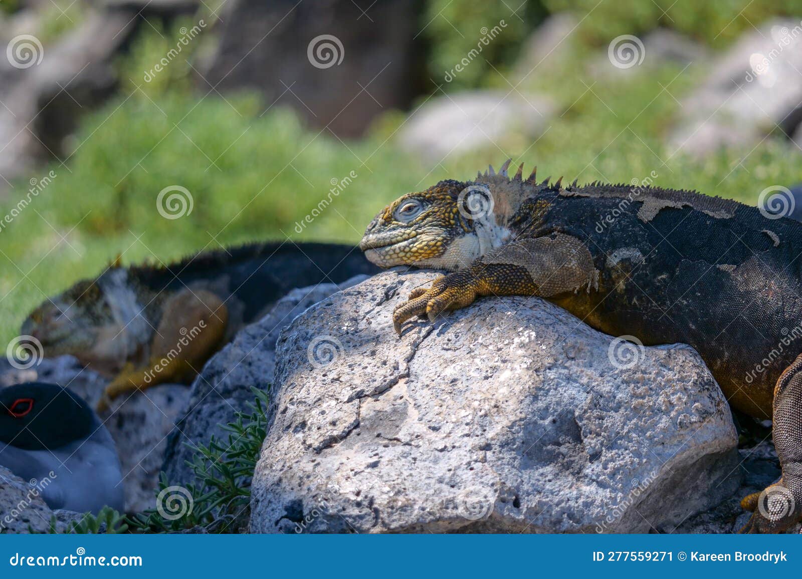side profile of two adult yellow land iguanas, iguana terrestre on a rock at south plaza island, galapagos, ecuador. background