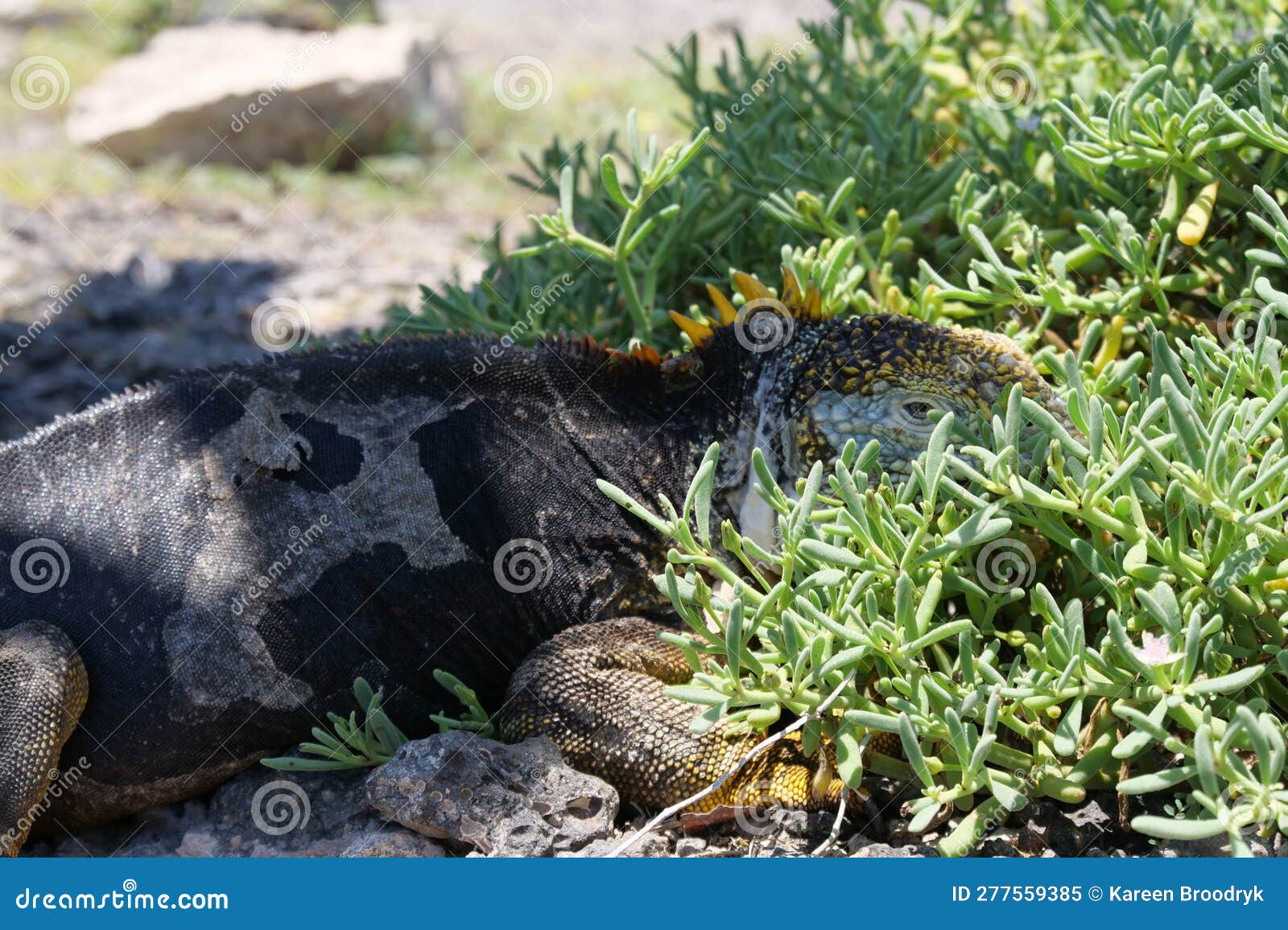 side profile of a yellow adult land iguana, iguana terrestre between green cactus plants at south plaza island, galapagos, ecuador