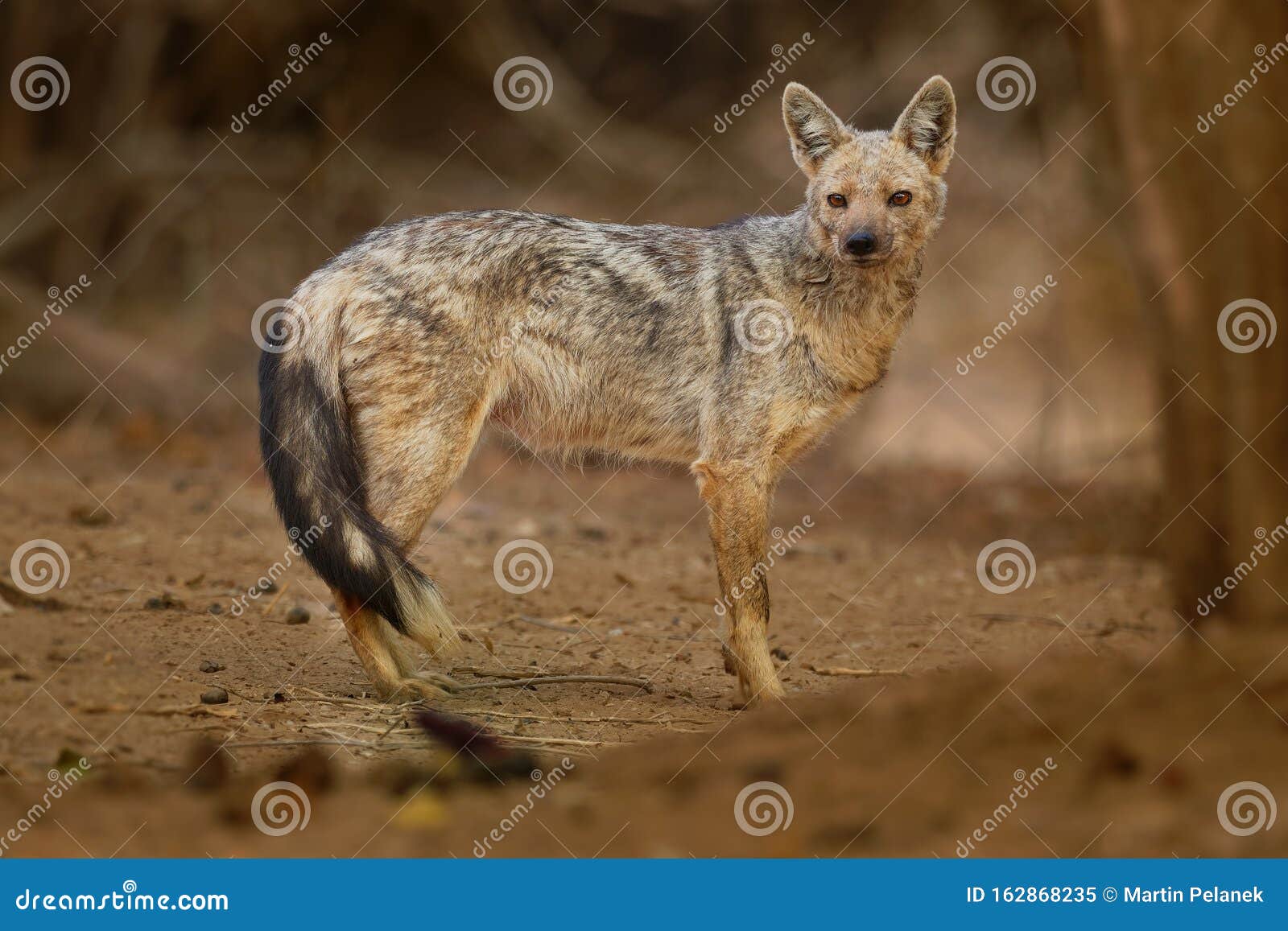 are jackals related to dogs