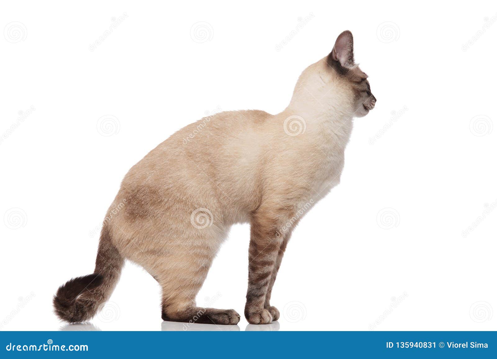 Side View Of Adorable Grey Metis Cat Standing Stock Image - Image of
