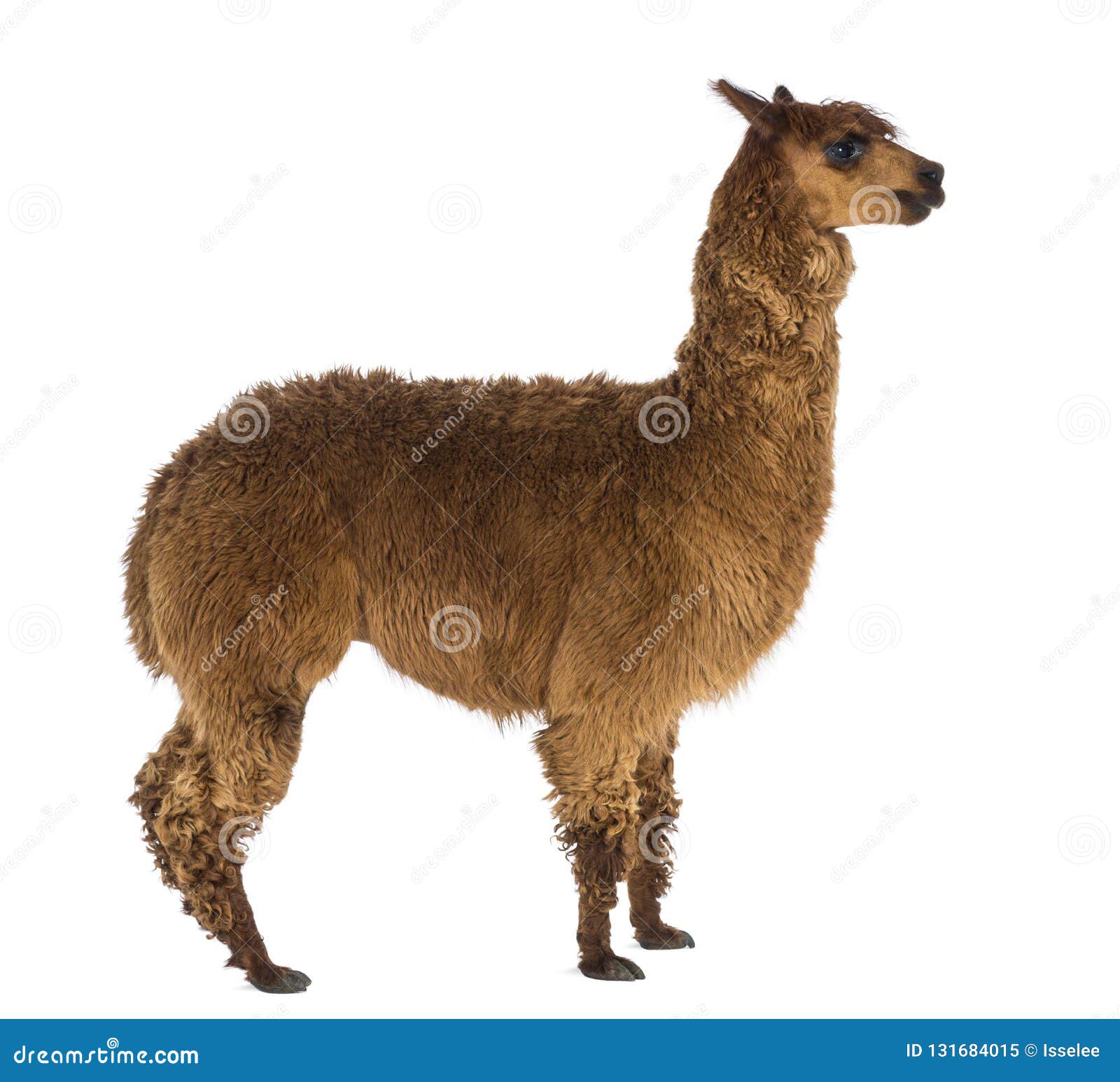 294 Alpaca Side View Stock Photos - Free & Royalty-Free Stock Photos from  Dreamstime