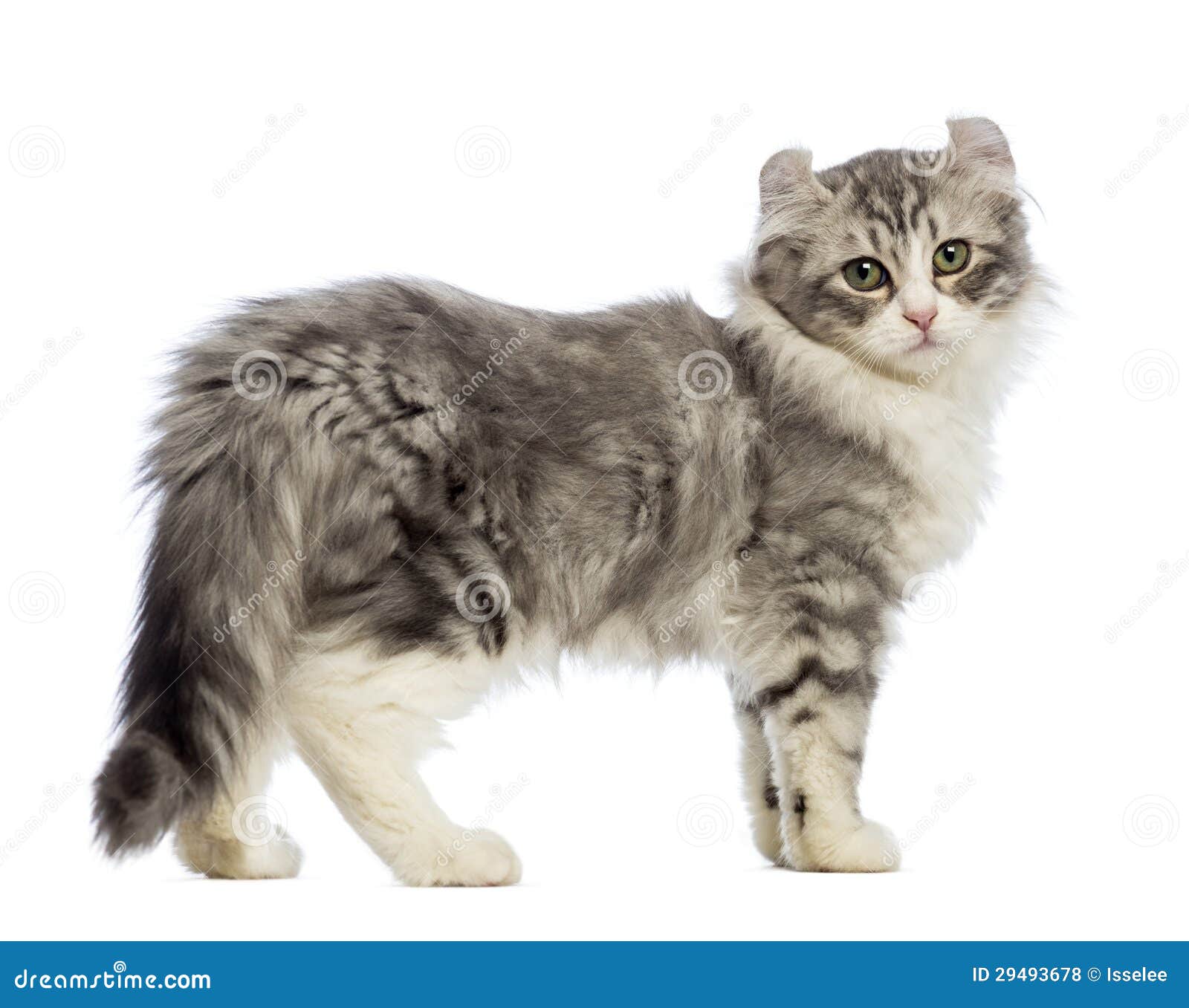 side view of an american curl kitten, 3 months old, looking at the camera